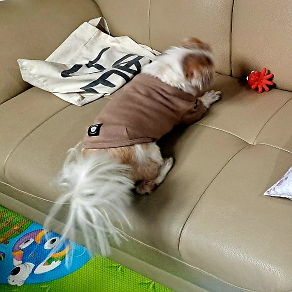 오리 입양 2년째의 이야기