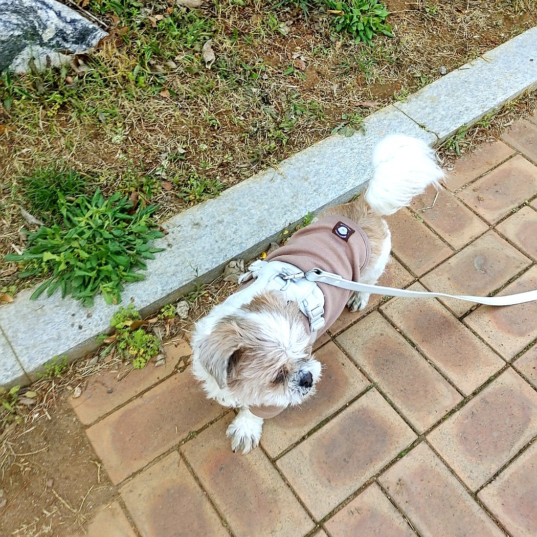 오리 입양 2년째의 이야기