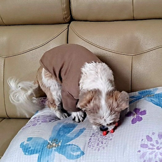 오리 입양 2년째의 이야기