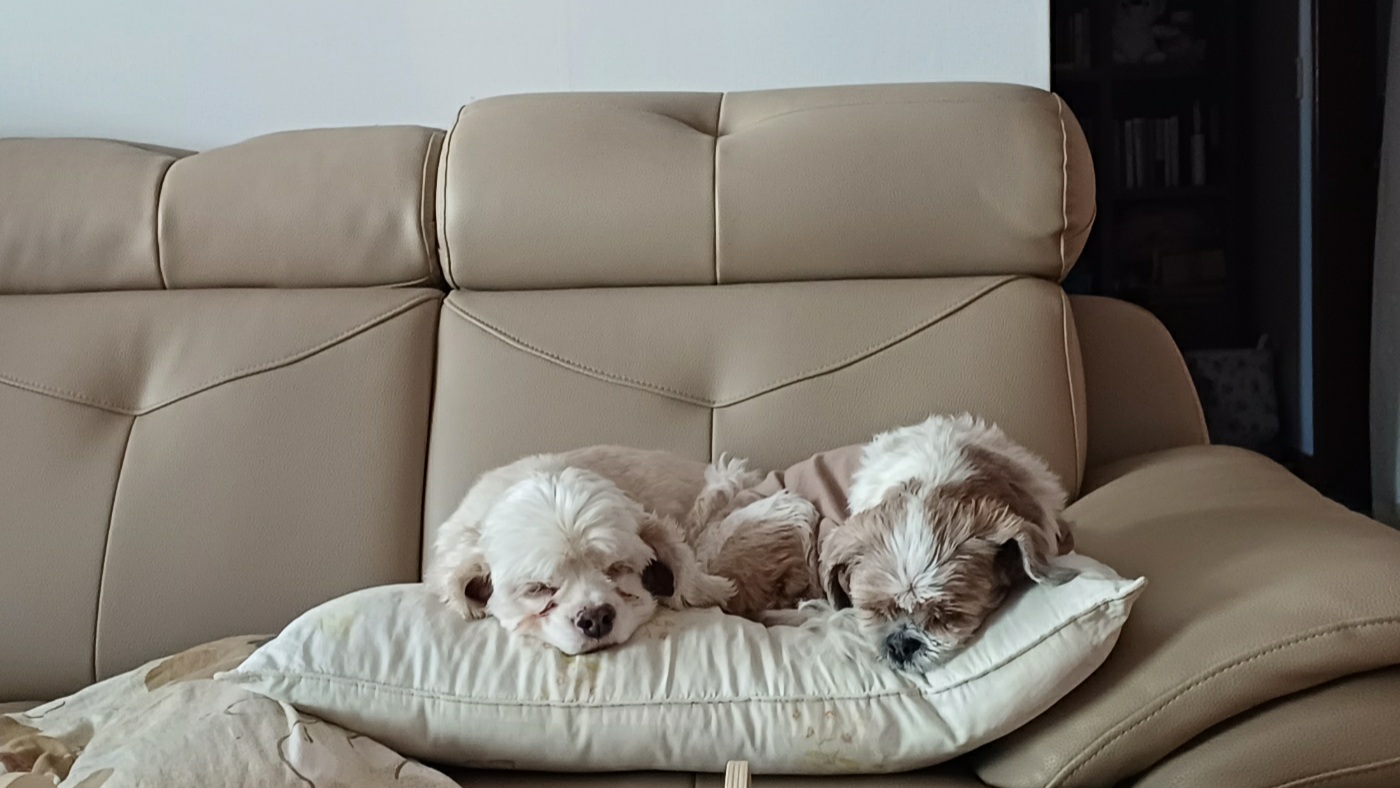 오리 입양 2년째의 이야기