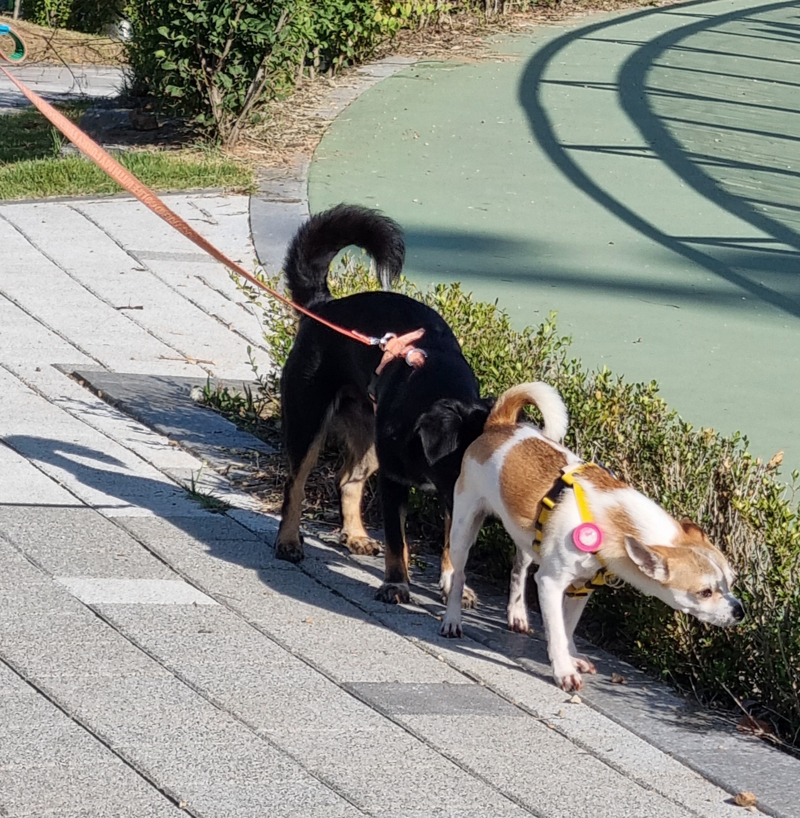 두양이 1년이야기