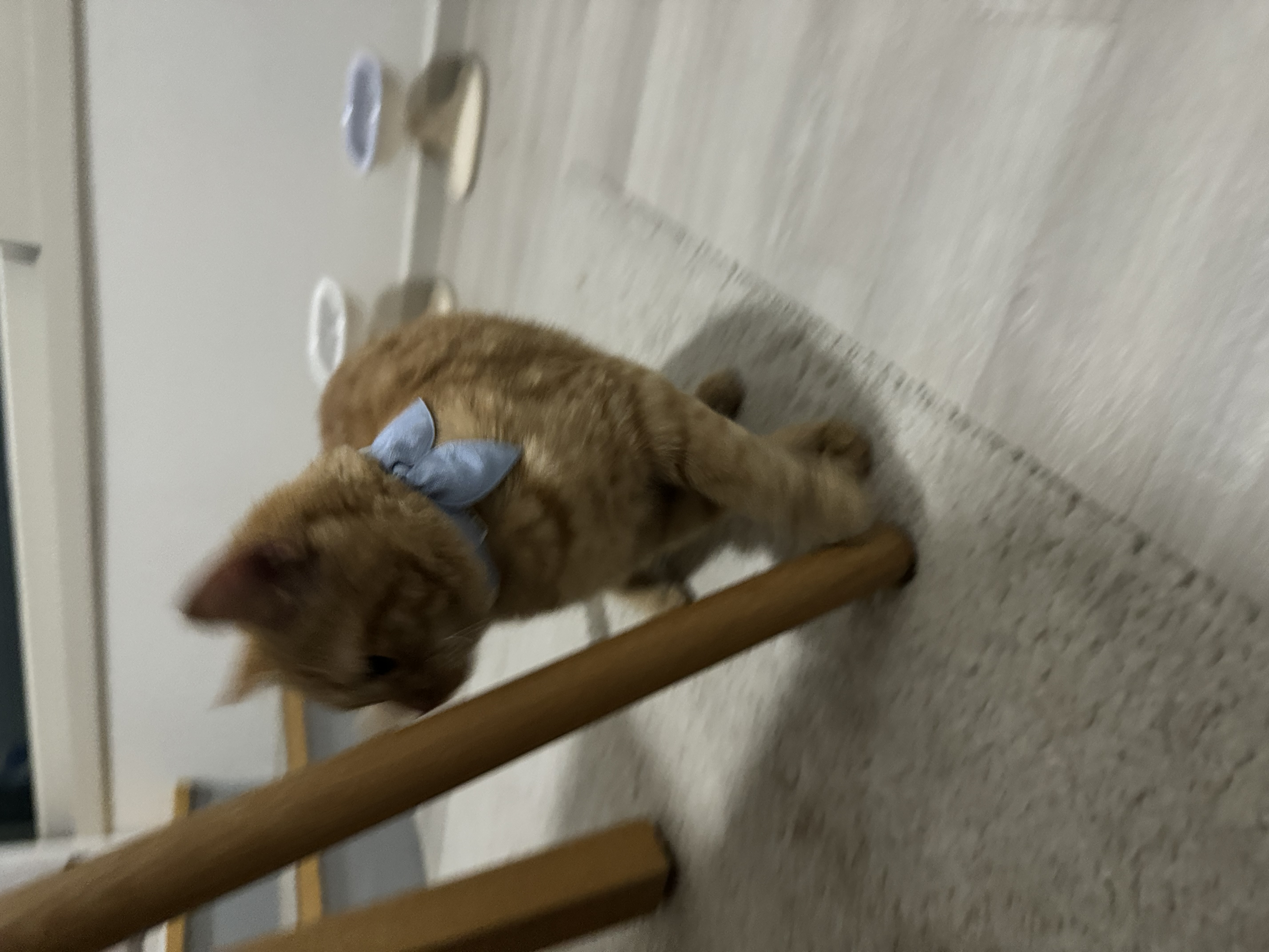 에몽이의 한달 적응기