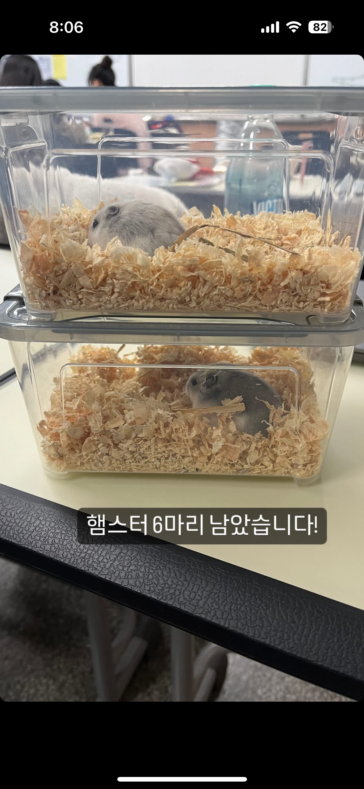 부산이사벨고등학교의 햄스터 집단 학대 신고