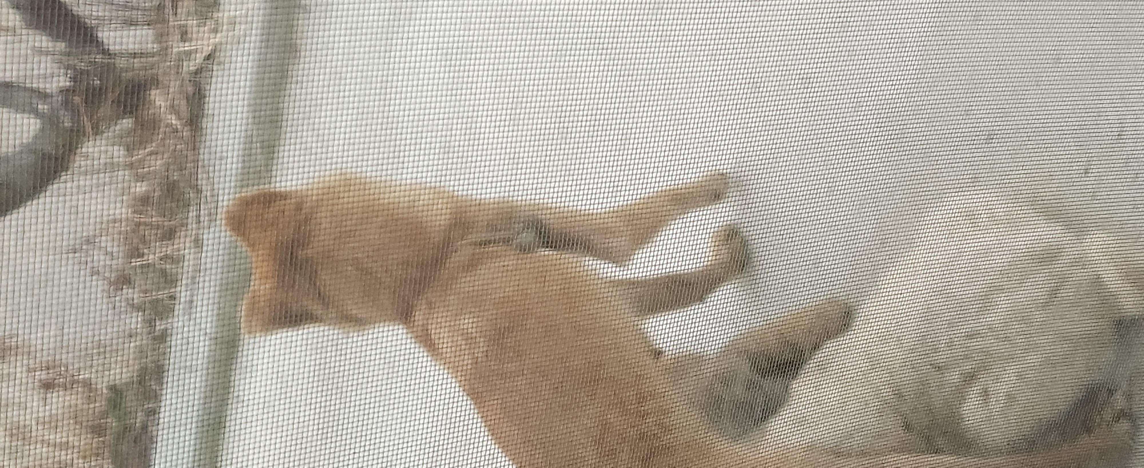 올무에 걸린 엄마강아지 구조 부탁드려요 ㅠ