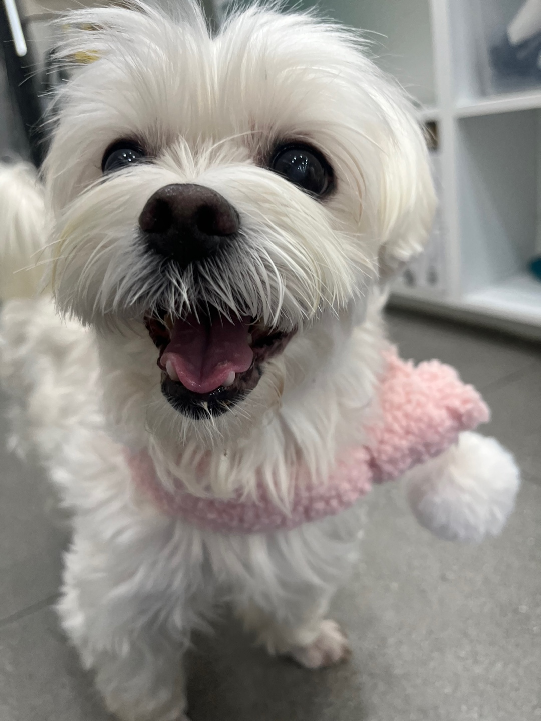 최근 삼숙이 근황들💛