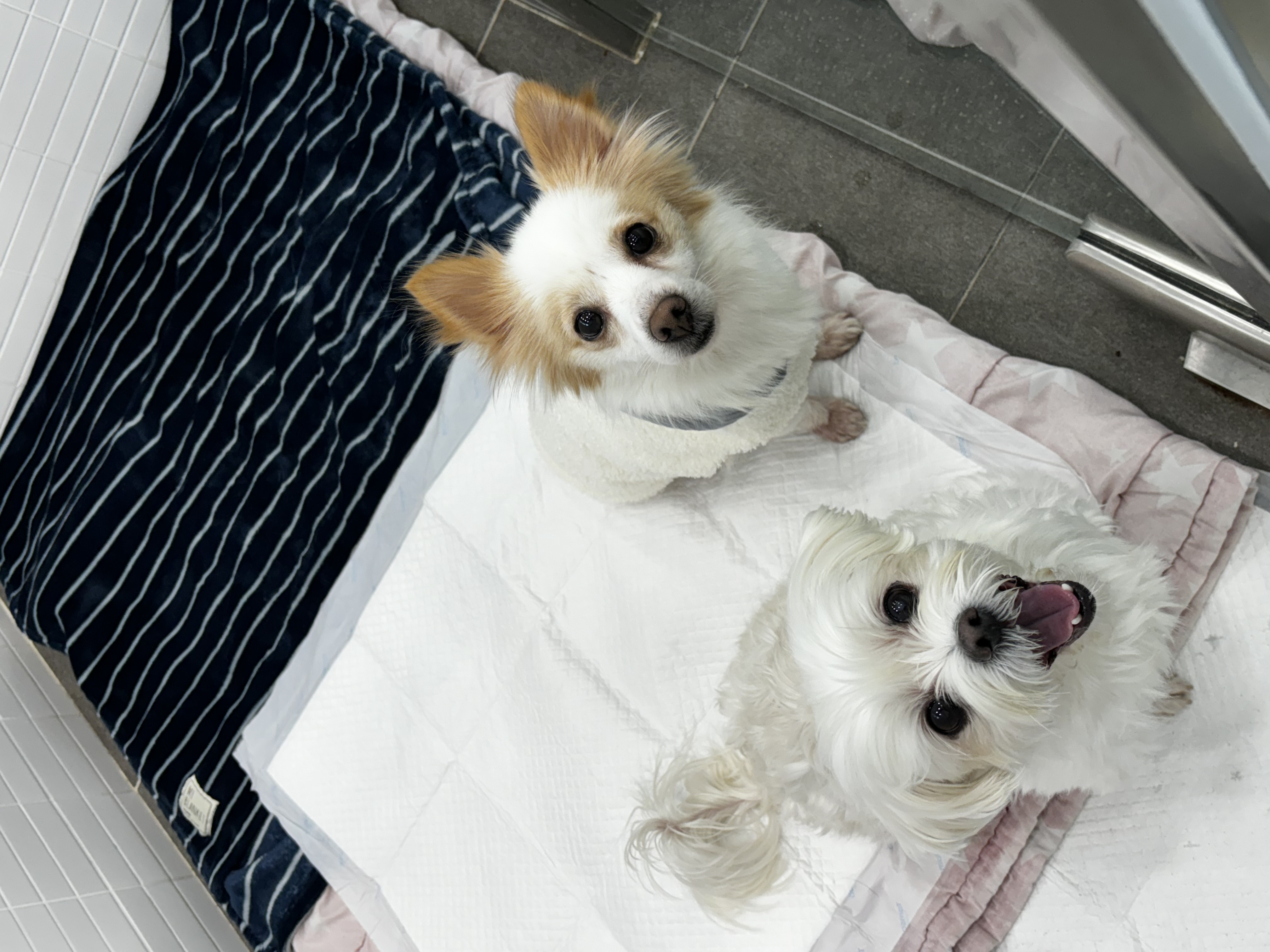 최근 삼숙이 근황들💛