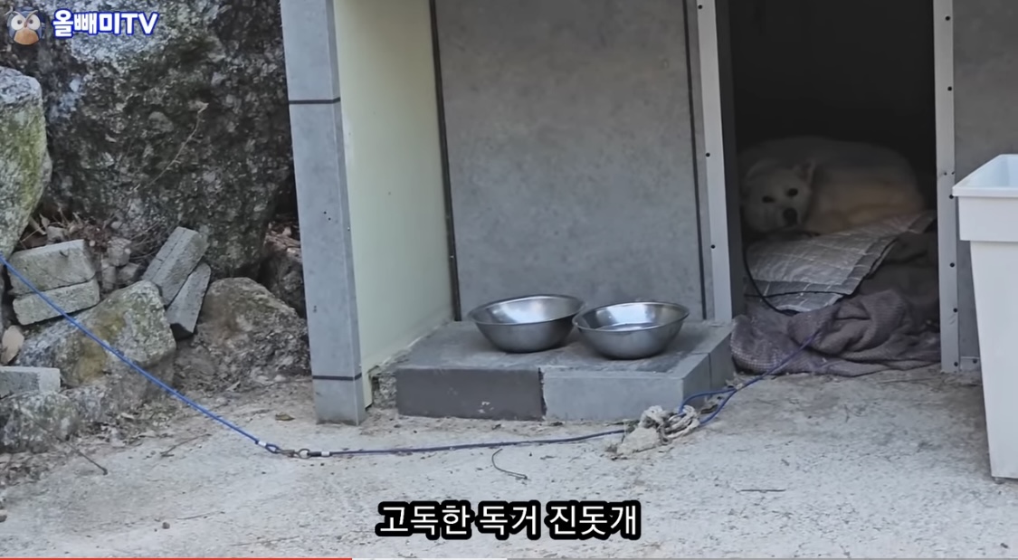 진돗개가 망한 카페에 방치되어있어요