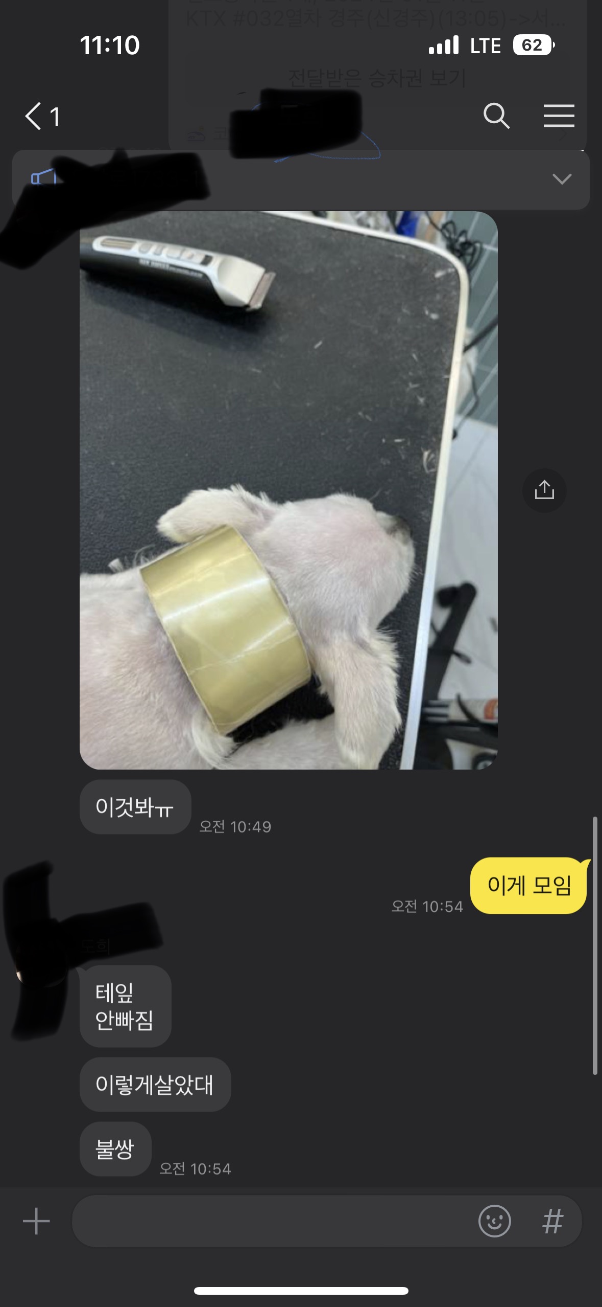 강아지 목에 테이프