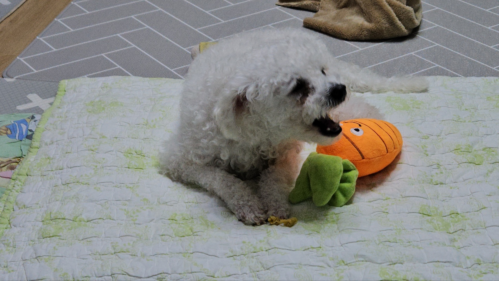 루아(구 양양이) 우리 가족이 된지 4주가 되었습니다.
