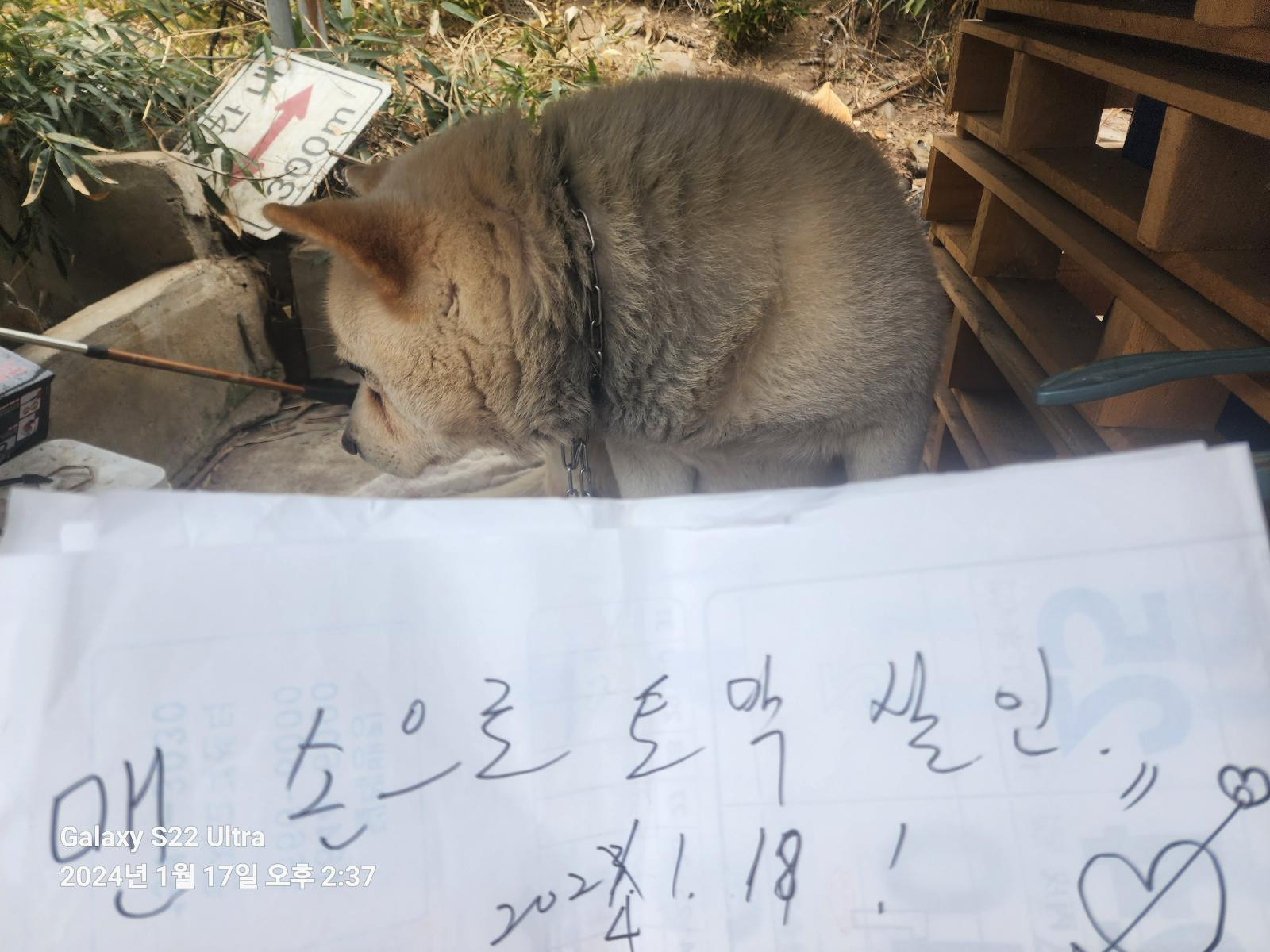 개를 방치 및 학대(정황증거) 하는 사람을 제보합니다 (일간베스트이슈글)