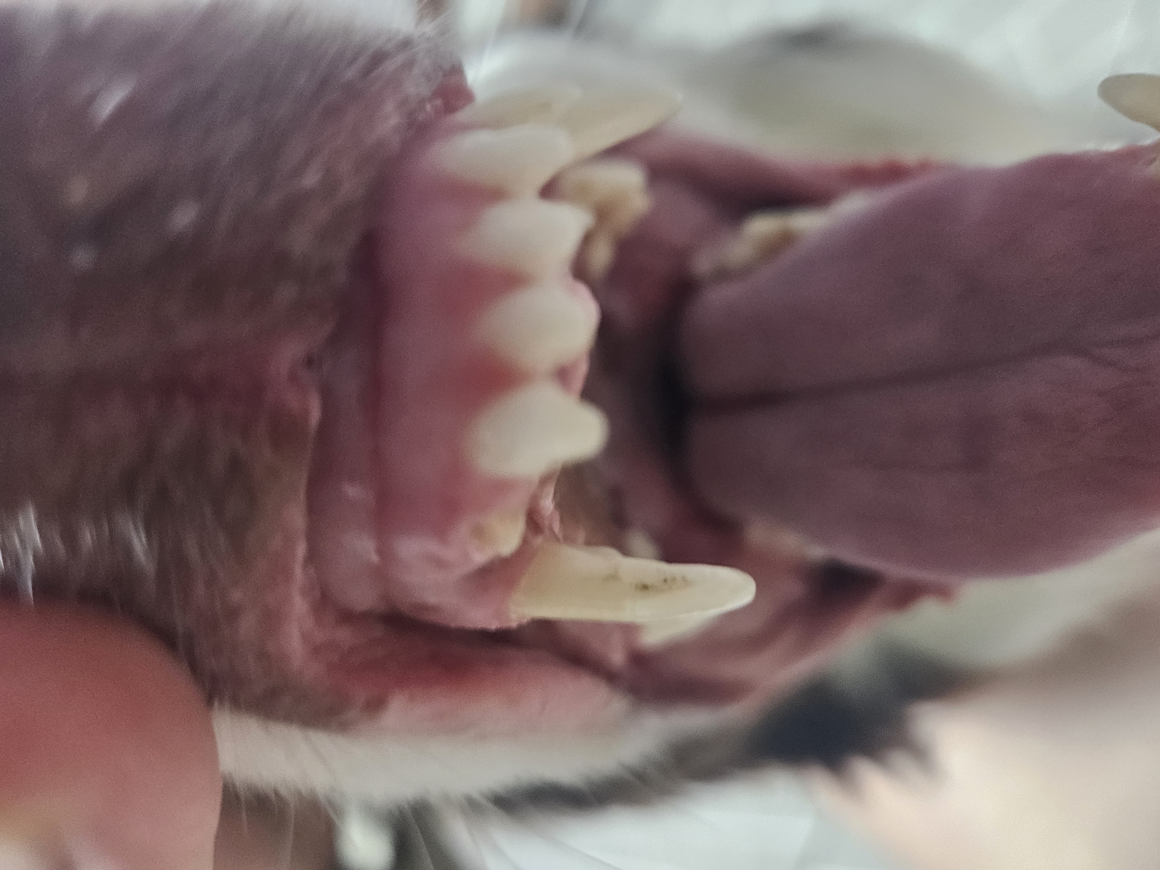개 이빨 절단하는 곳
