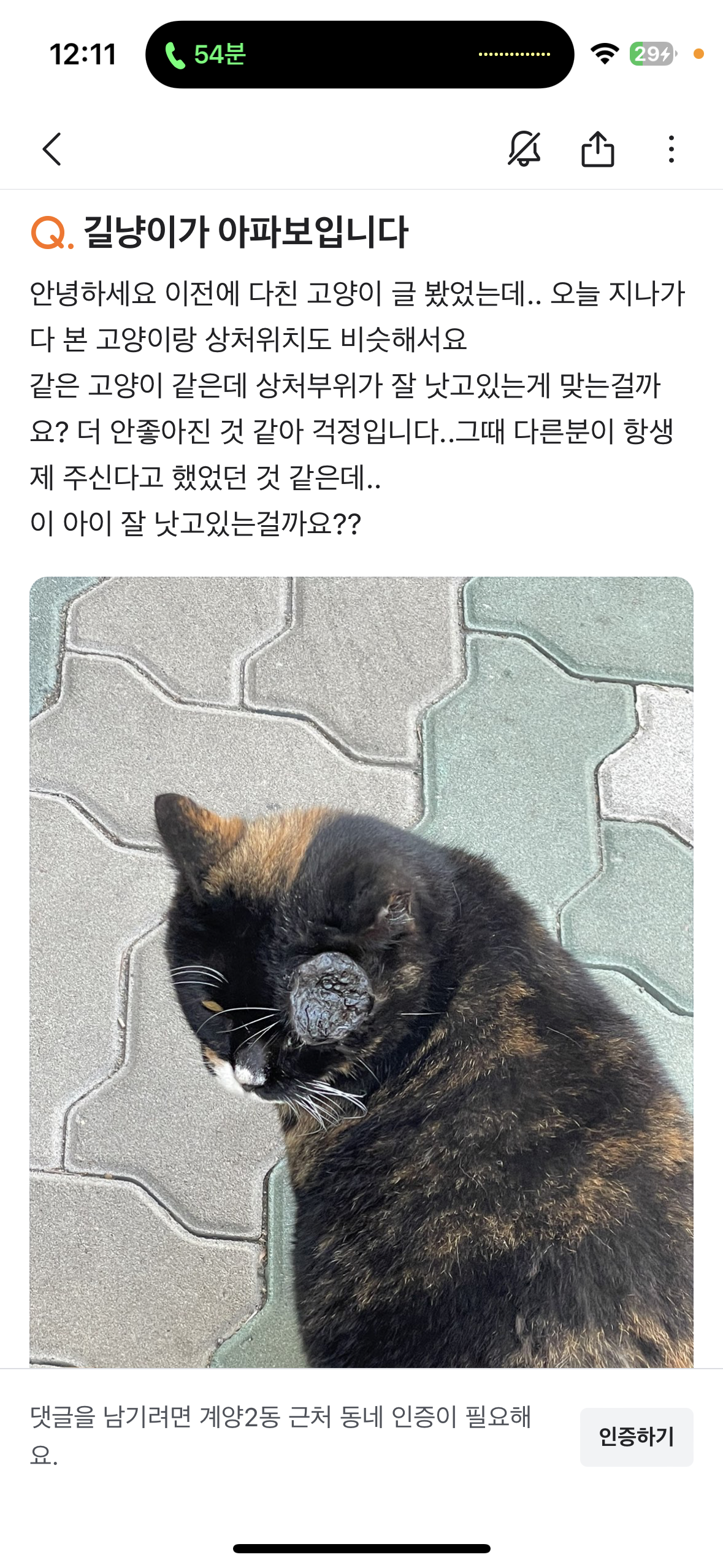 인천 아파트 고양이 학대