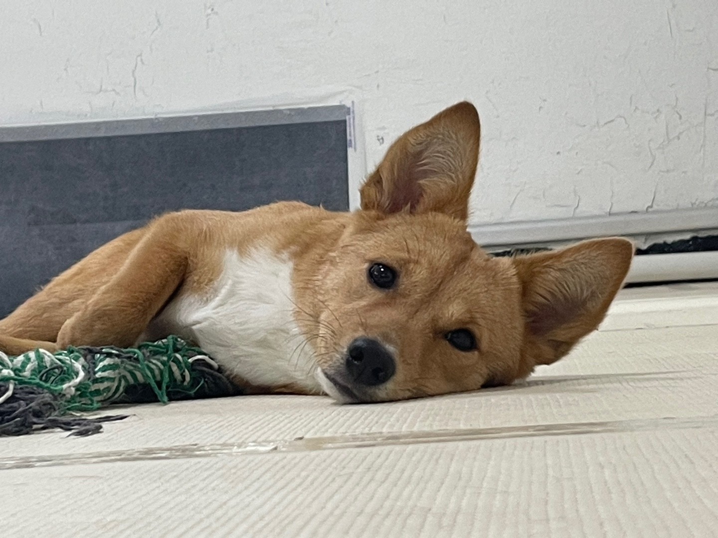 찌그(깜빛이) 3개월 후기입니다