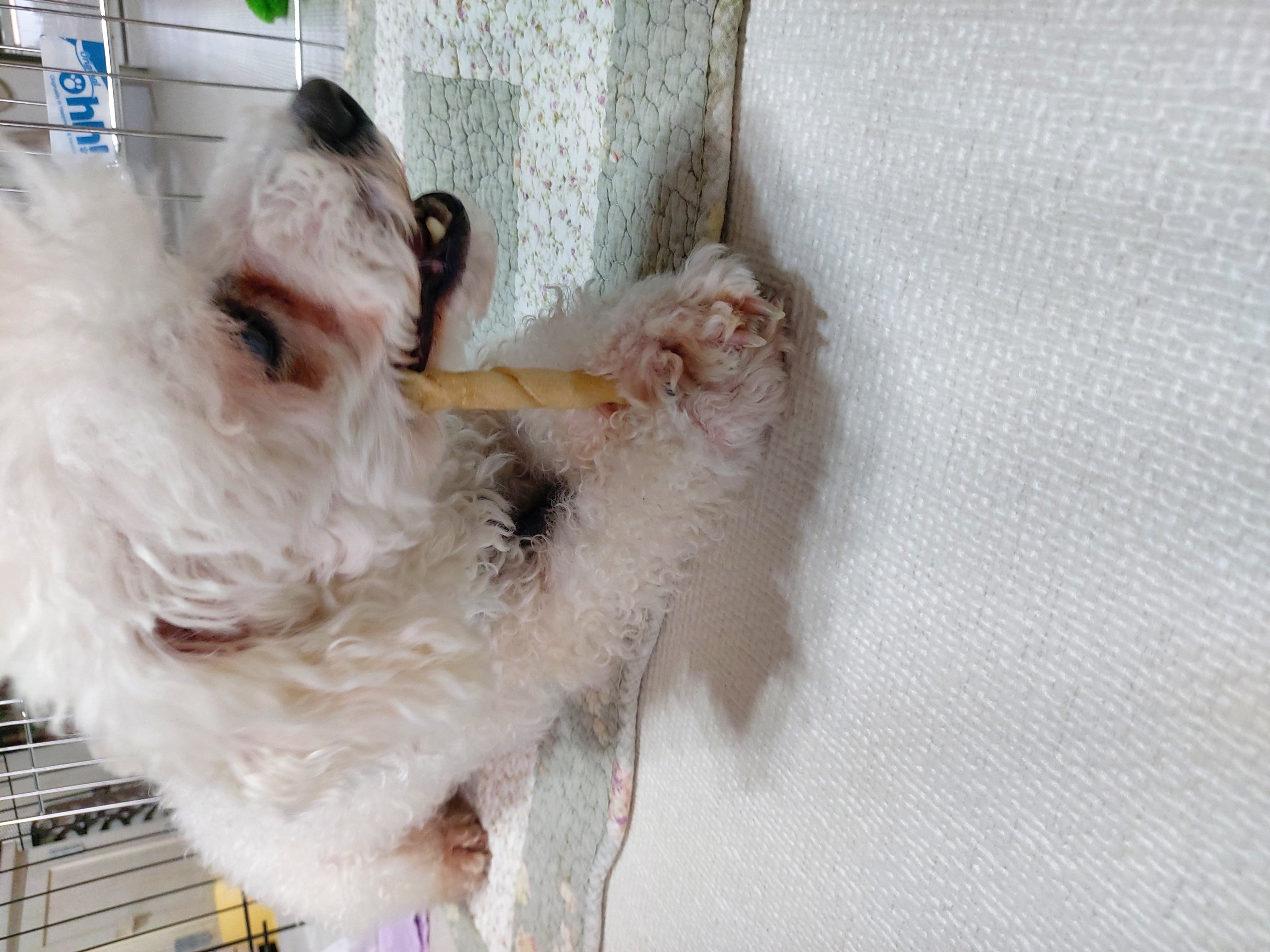 다온(푸양이)과 일주일 놀기