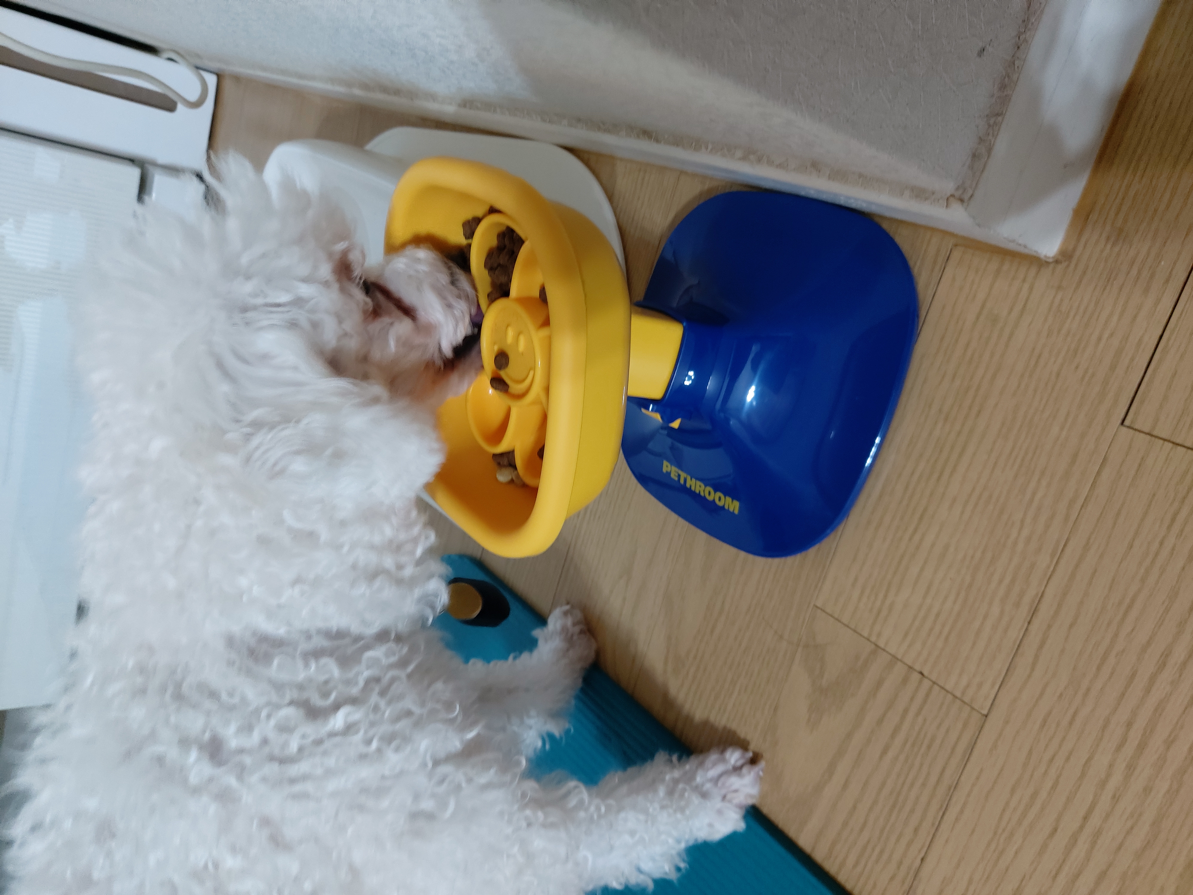 다온(푸양이)과 일주일 놀기