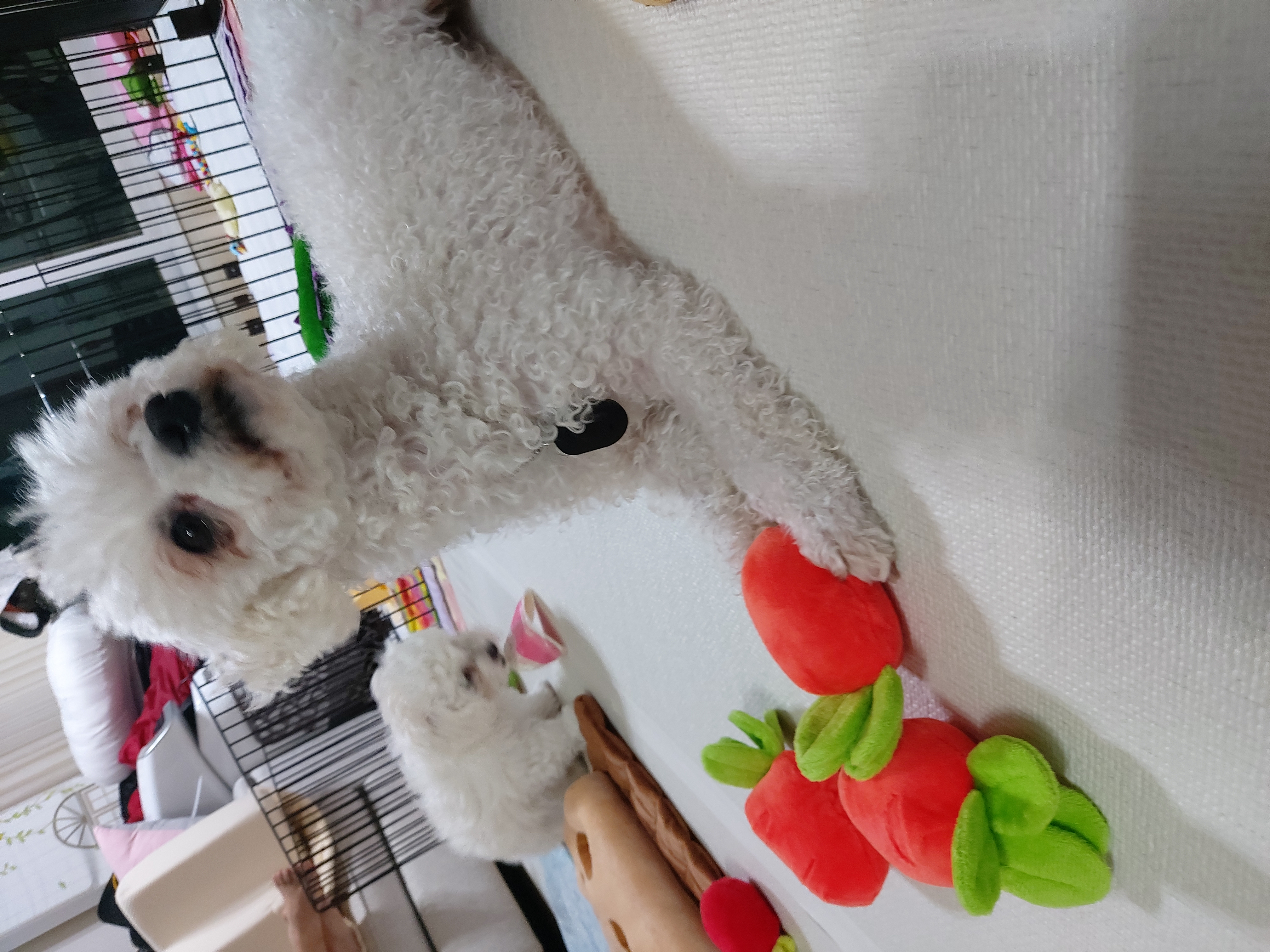 다온(푸양이)과 일주일 놀기