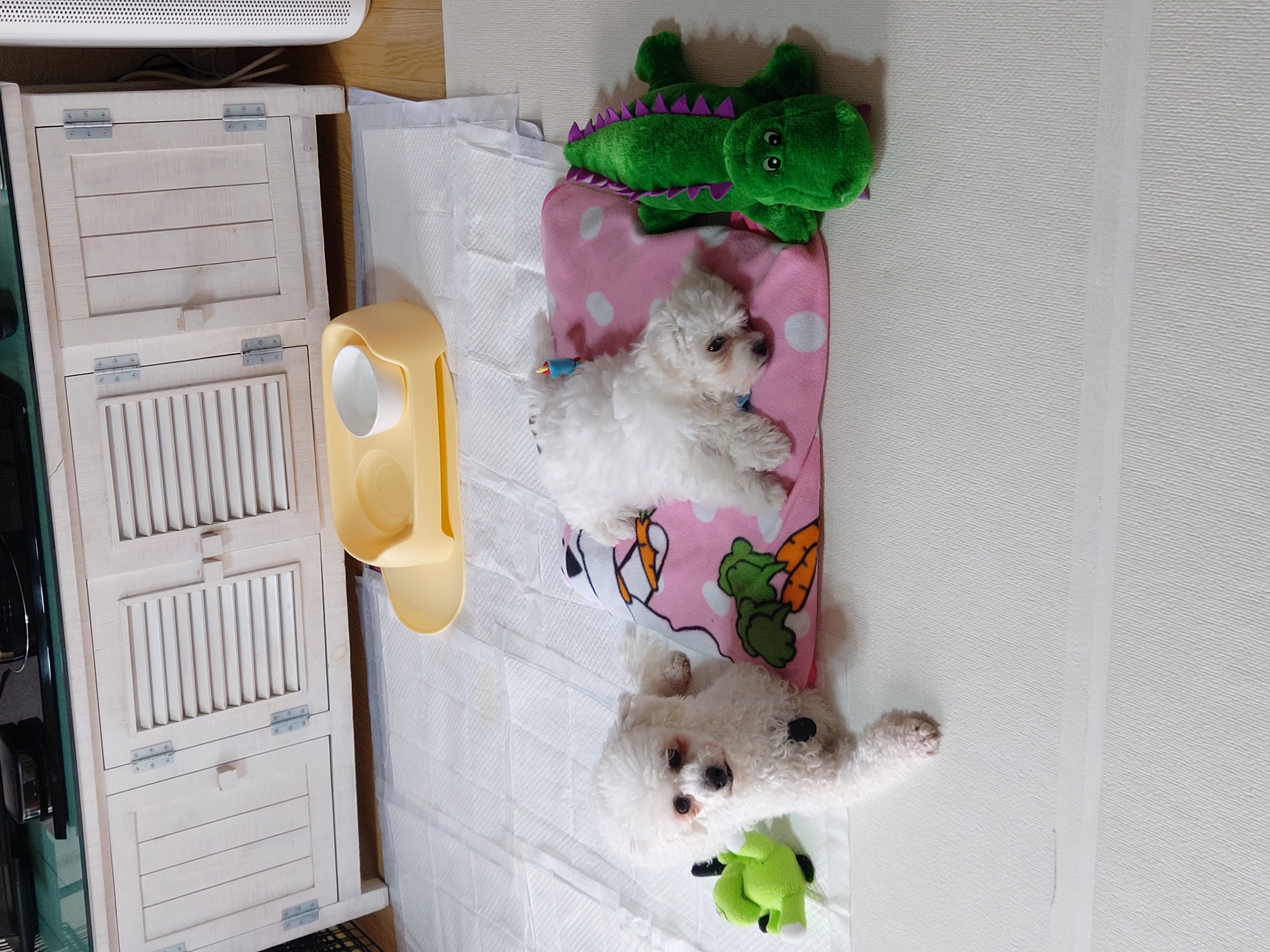 깨발랄 누림(양이)와 일주일 놀기
