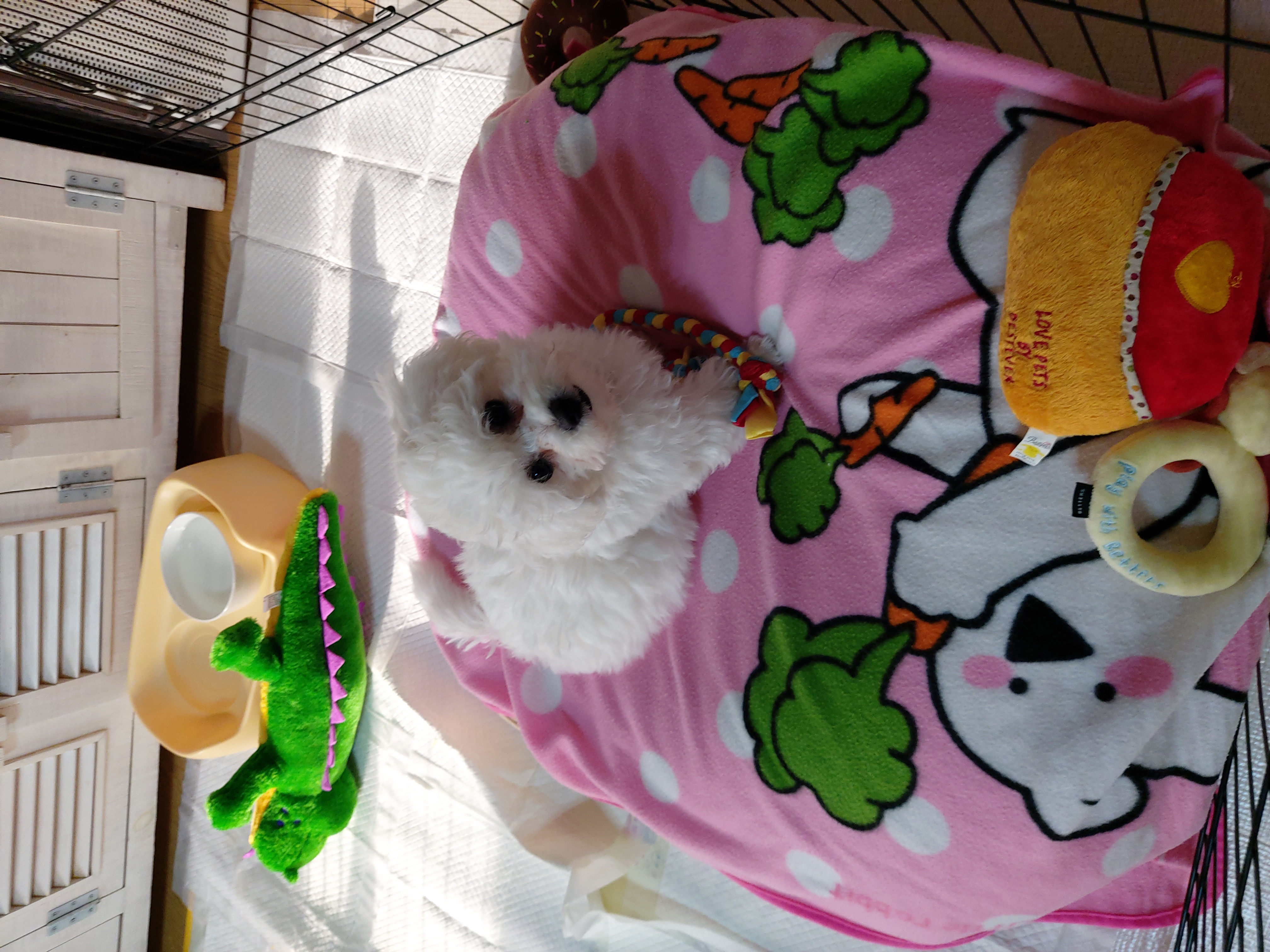 깨발랄 누림(양이)와 일주일 놀기