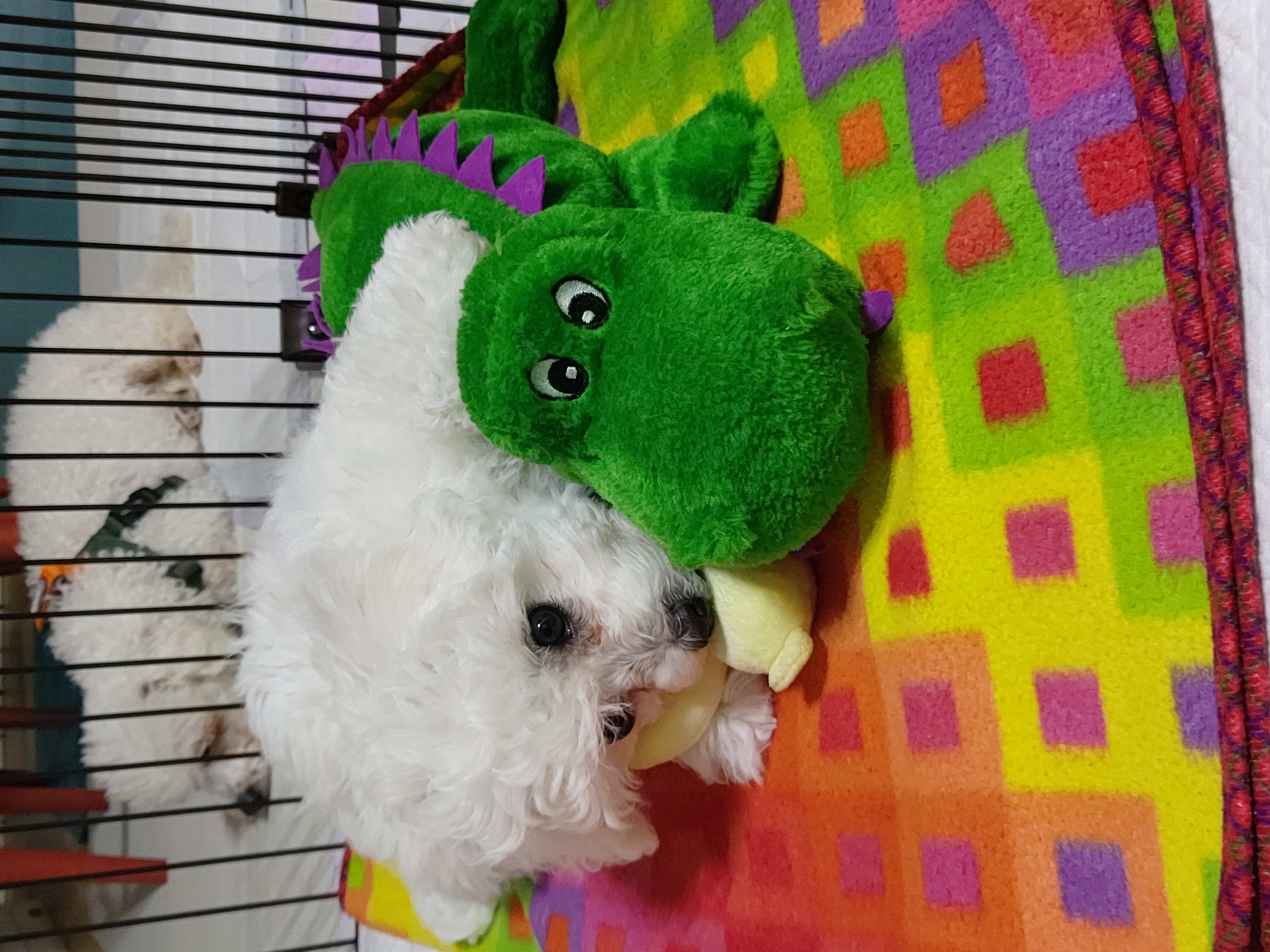 깨발랄 누림(양이)와 일주일 놀기
