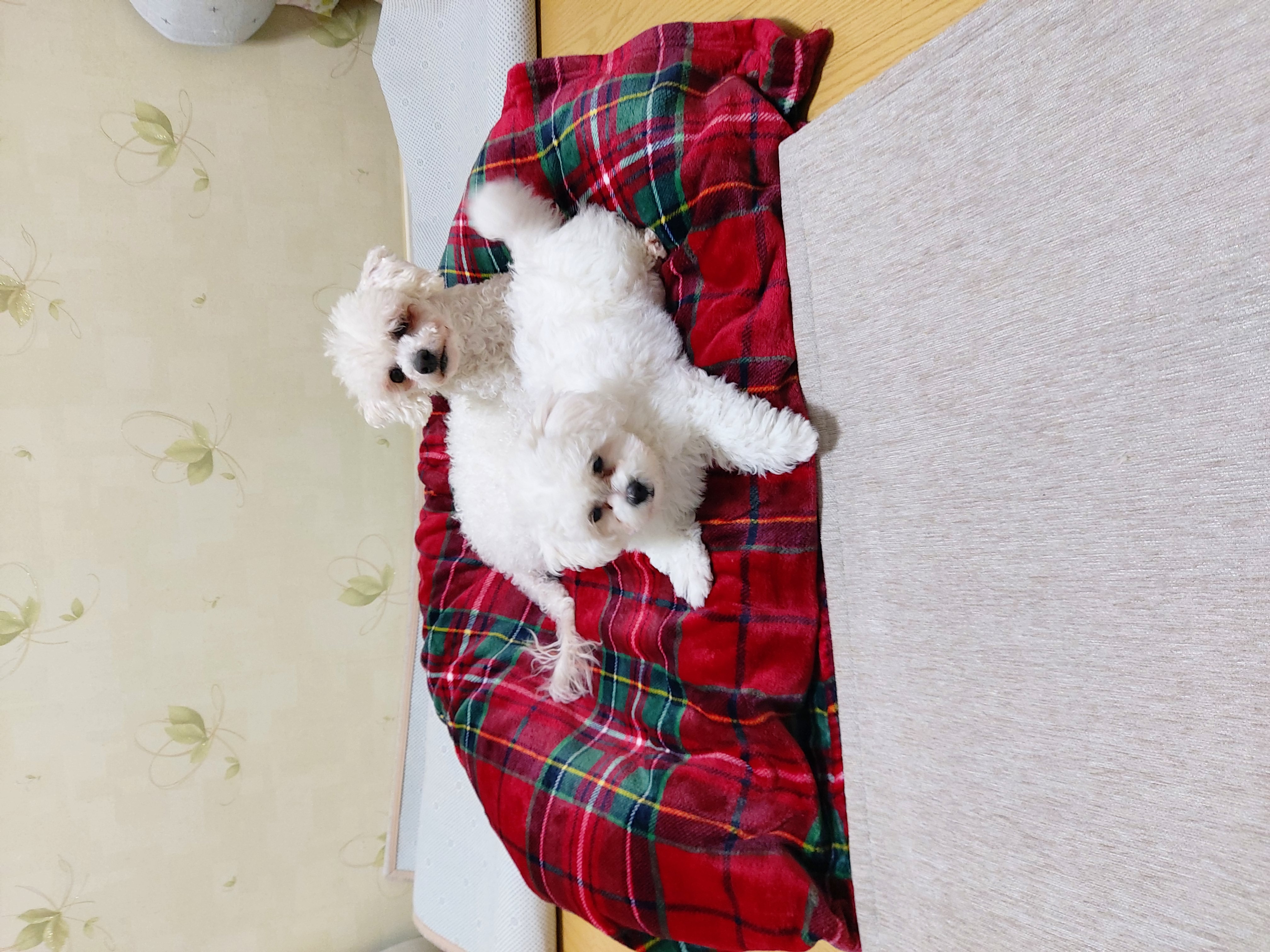 깨발랄 누림(양이)와 일주일 놀기