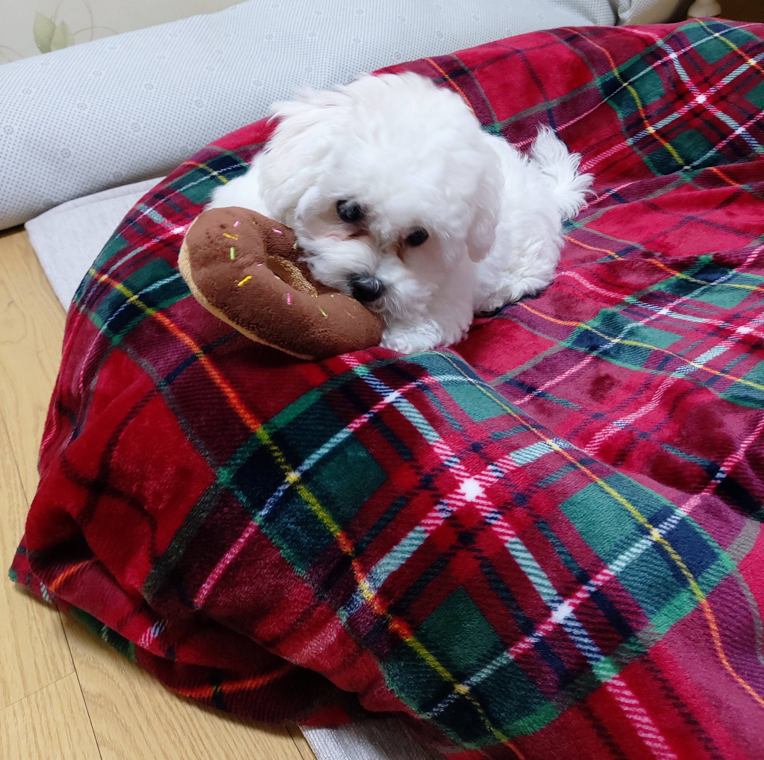 깨발랄 누림(양이)와 일주일 놀기