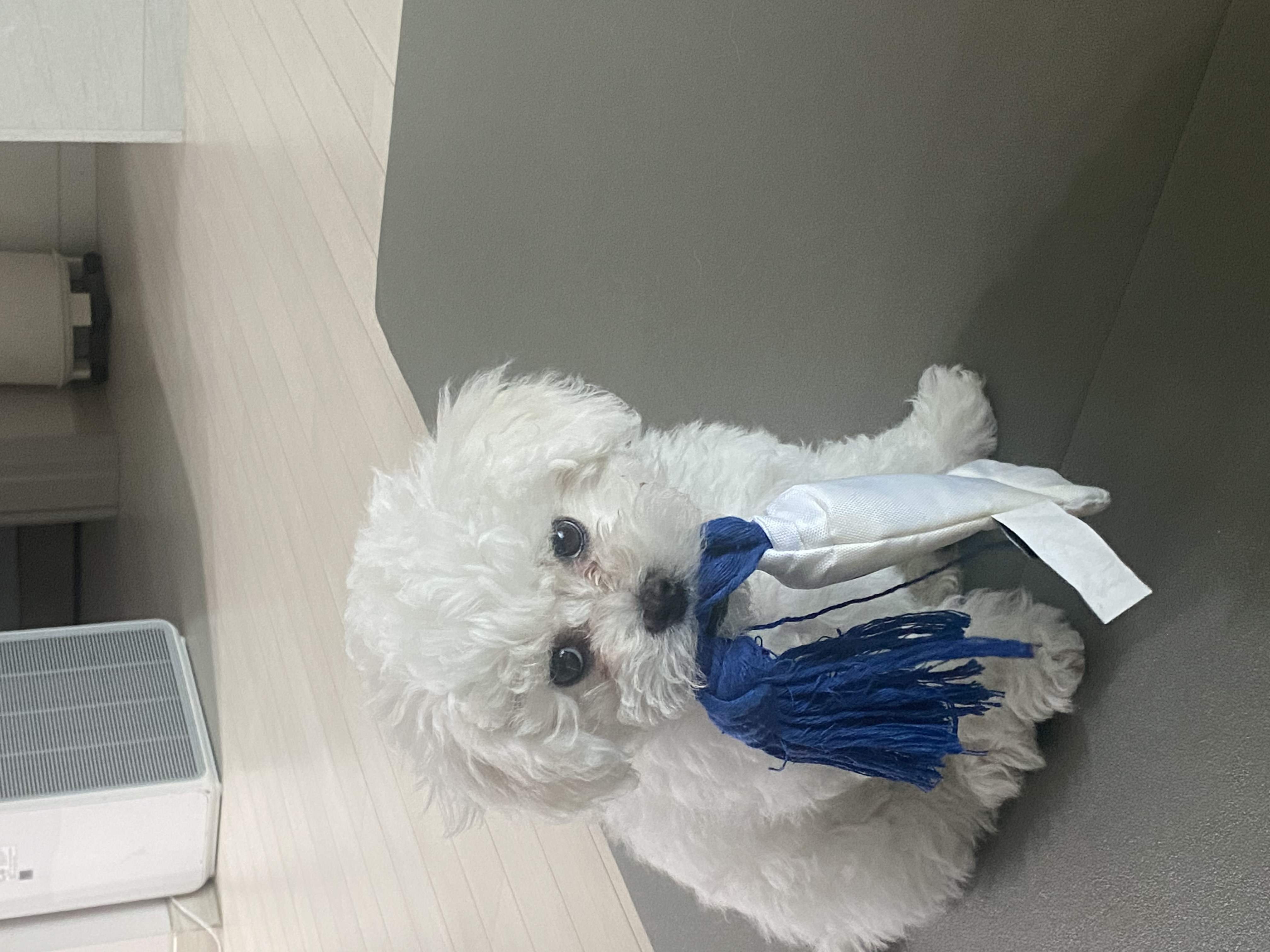 푸양이아기 양일이(심쿵이) 입양후기1