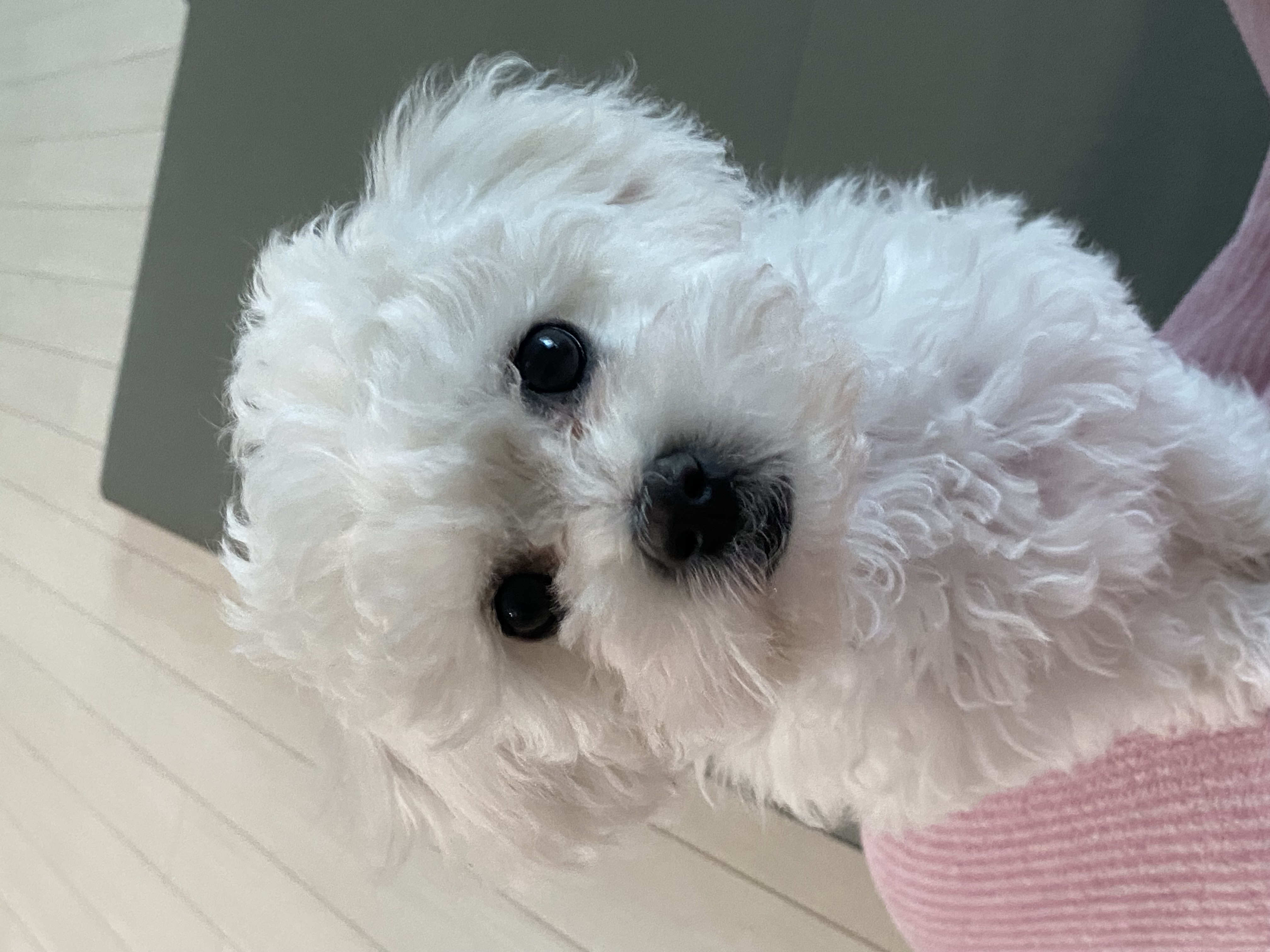 푸양이아기 양일이(심쿵이) 입양후기1