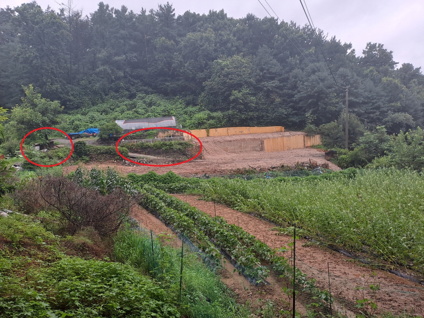 개 2~3마리를 혹한 등에 방치하여 학대하는 것을 신고합니다