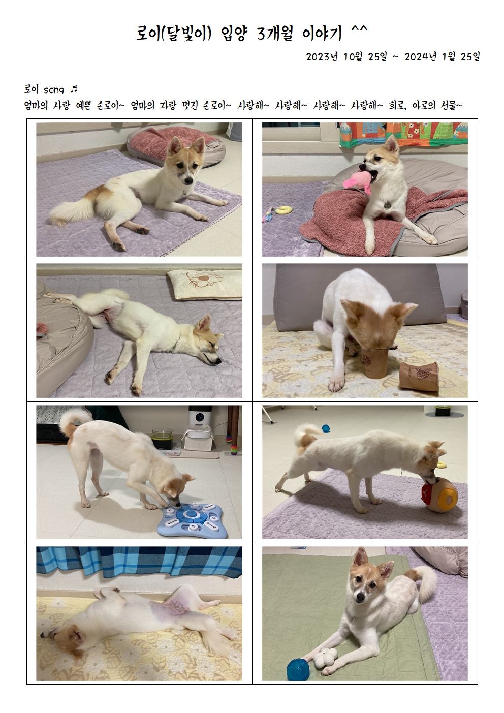 로이(달빛이) 입양 3개월 이야기^^