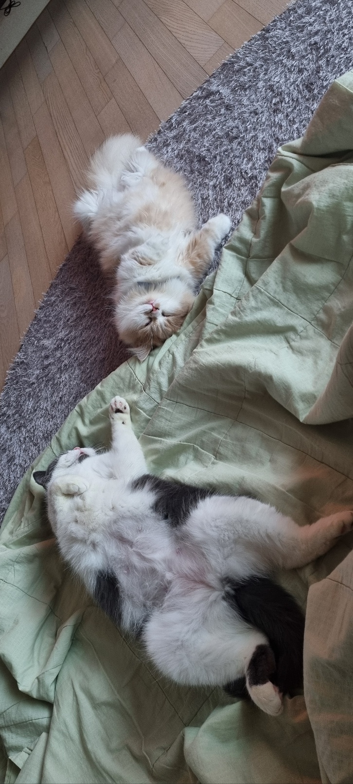 흑당과 흑마늘의 두번째이야기~^^
