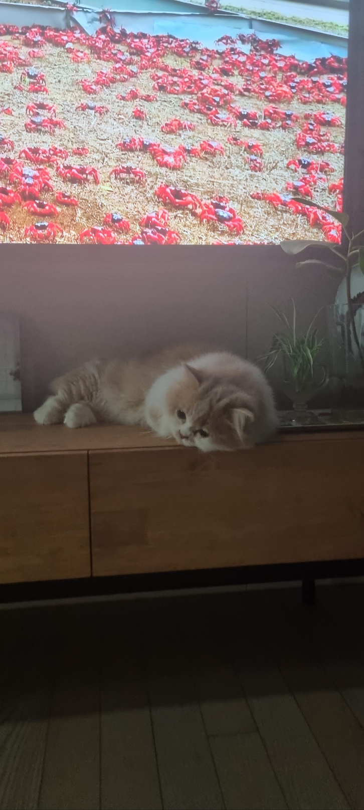 흑당과 흑마늘의 두번째이야기~^^