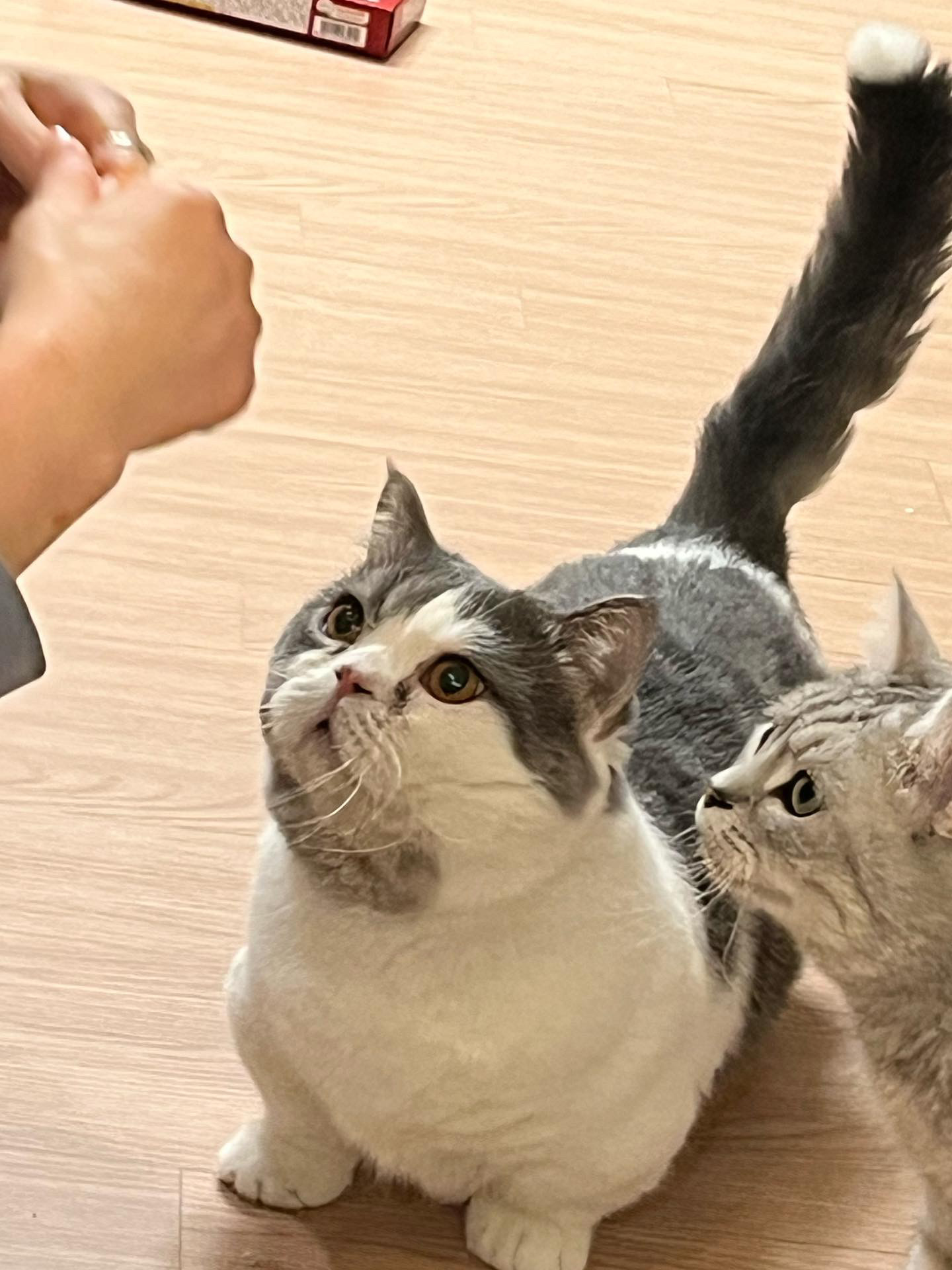 뭉이 한 달 이야기^^