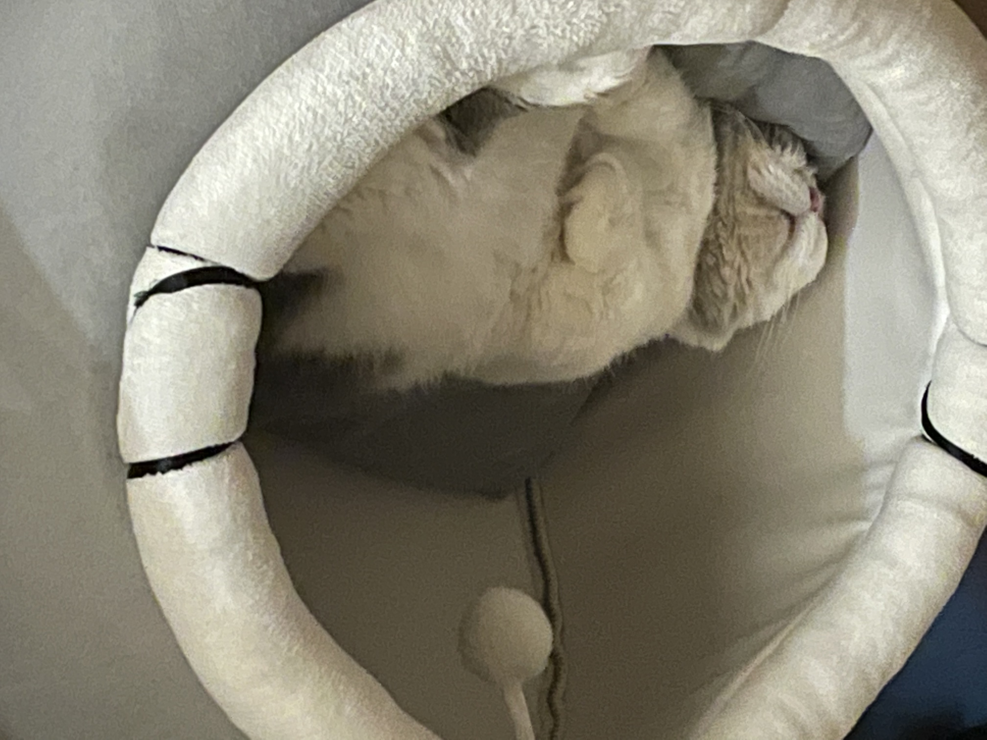 뭉이 한 달 이야기^^