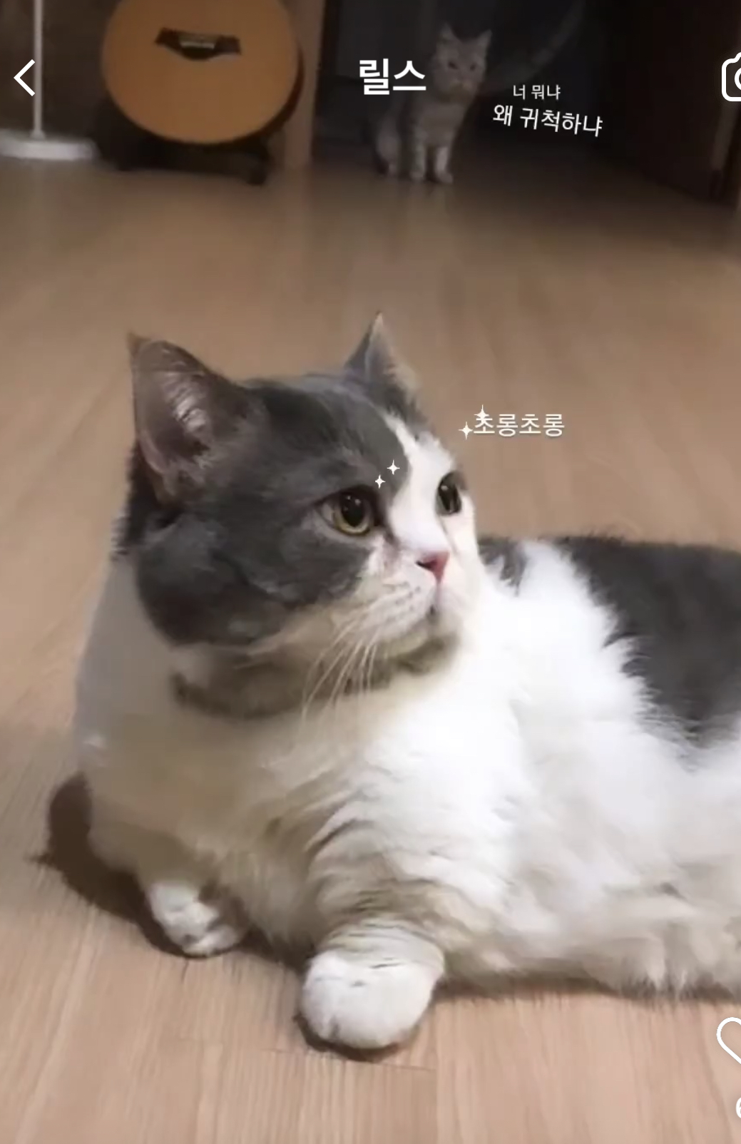 뭉이 한 달 이야기^^