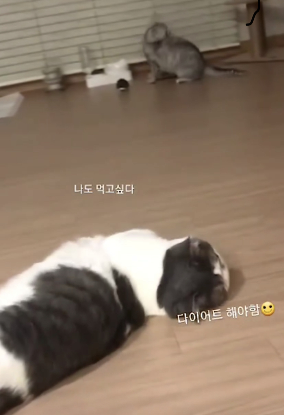 뭉이 한 달 이야기^^