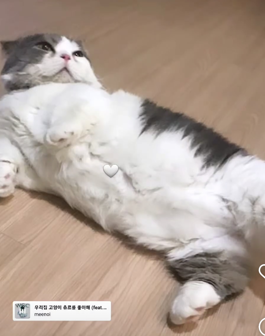 뭉이 한 달 이야기^^