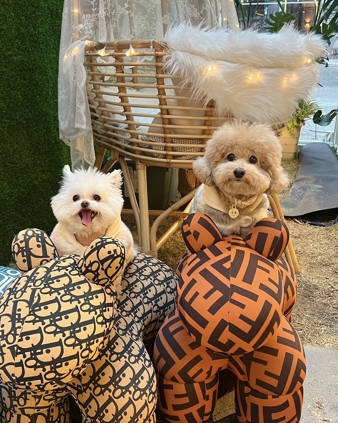 아산 구조견 나엘 가희