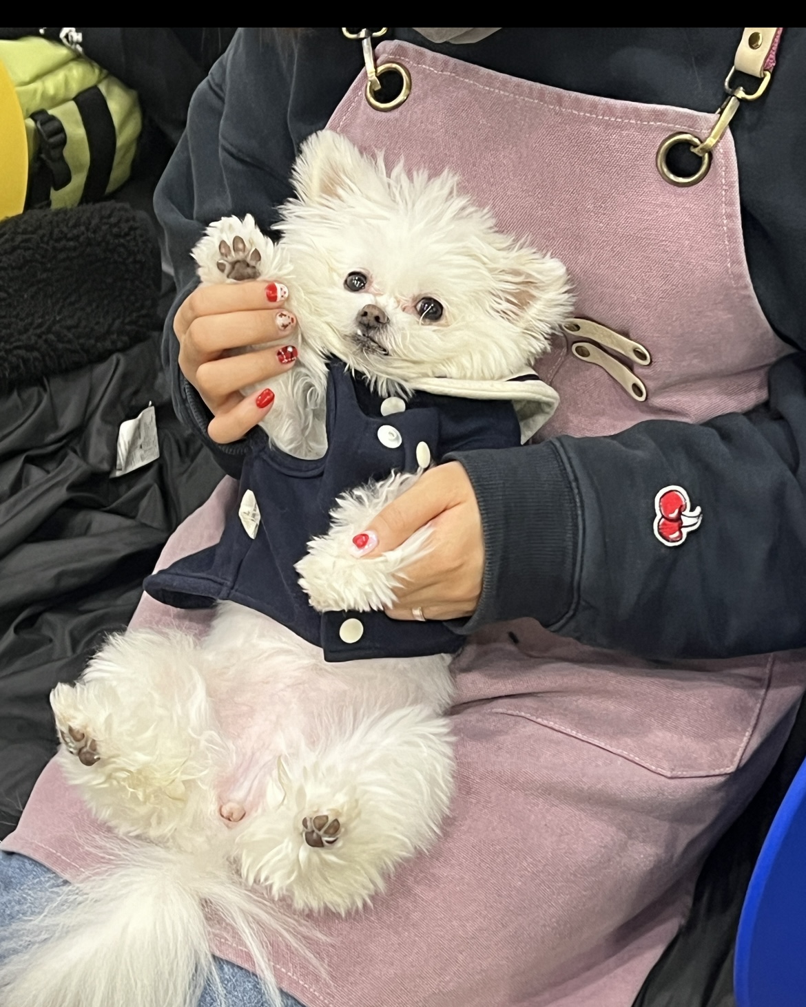 아산 구조견 나엘 가희