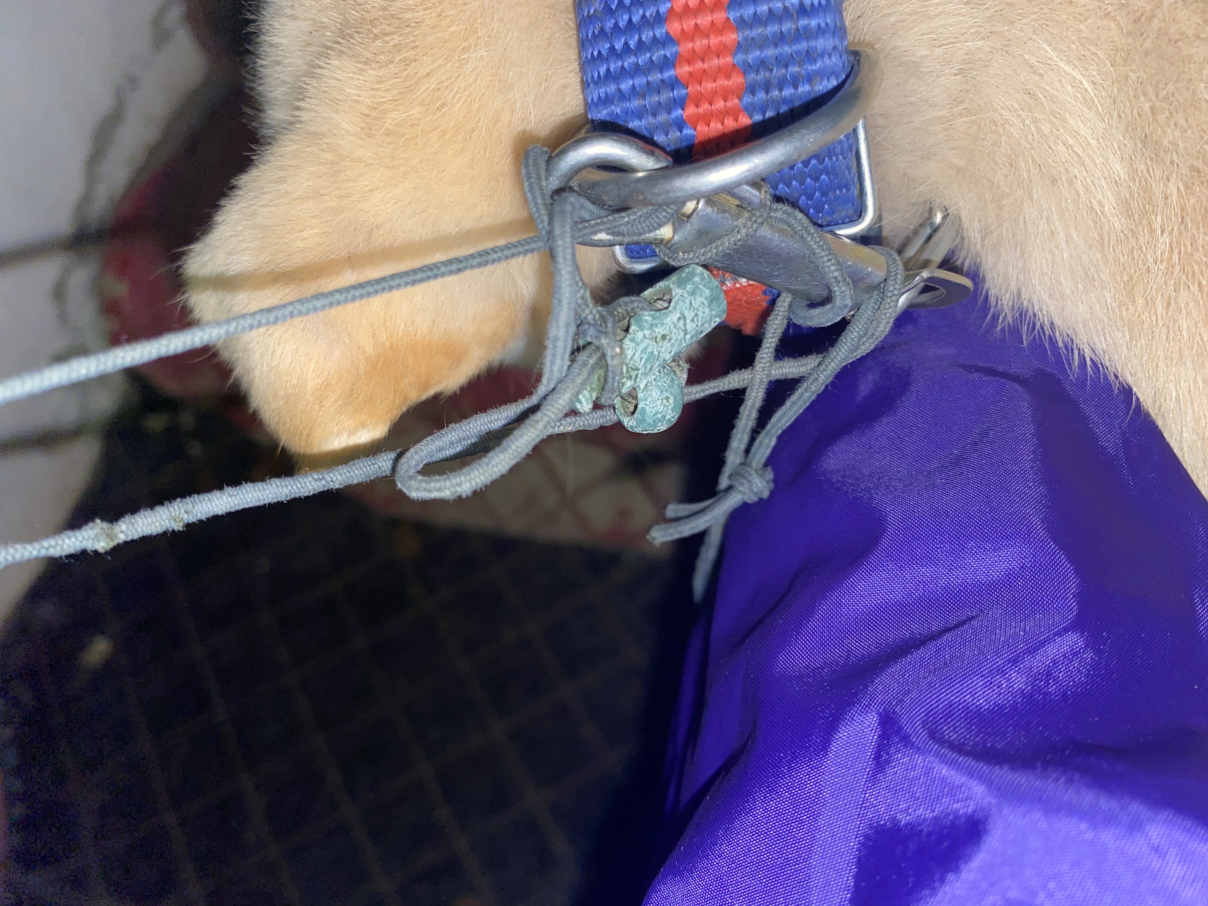 학대