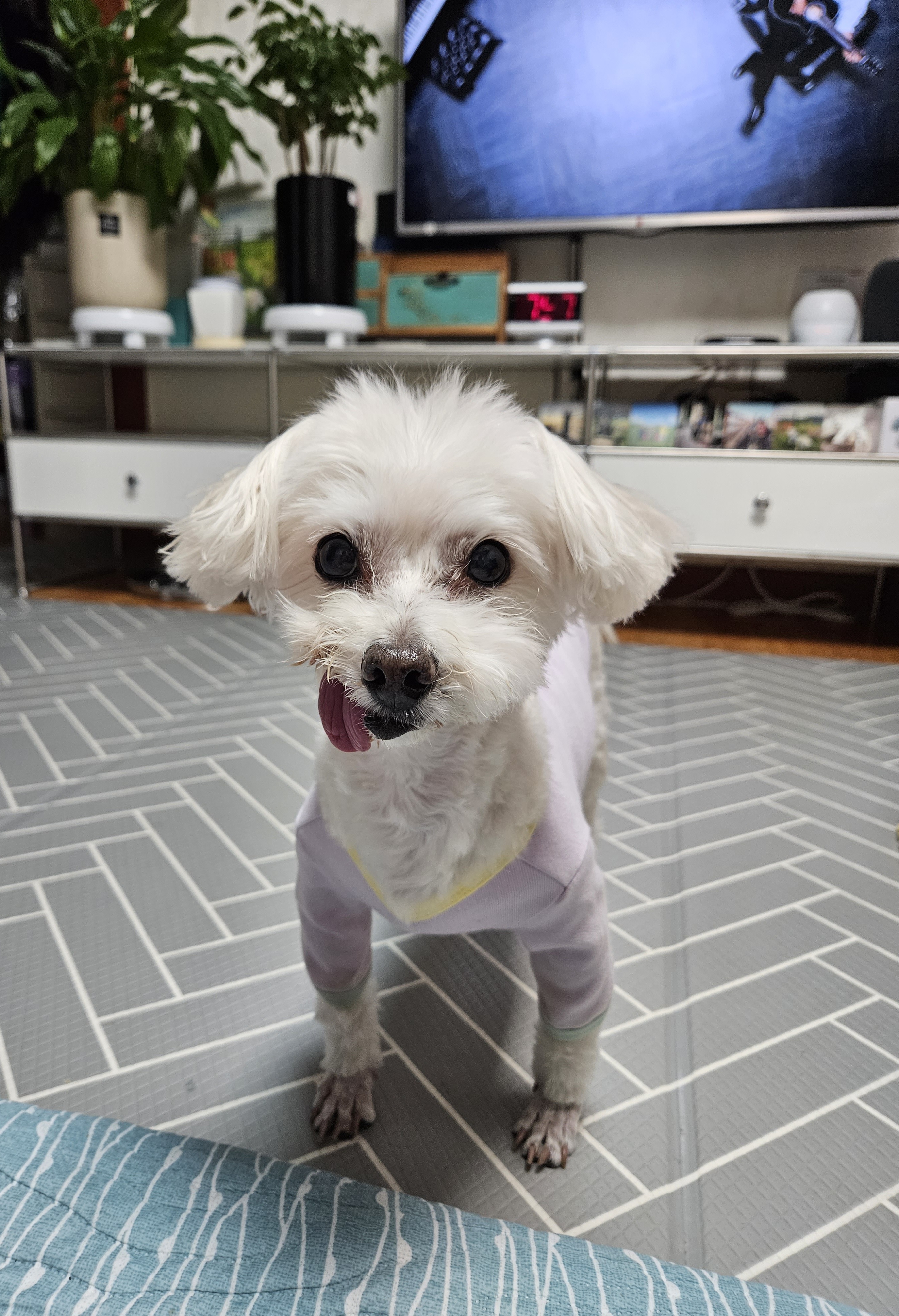 봉봉이와 가족된지 3년이 되어가네요