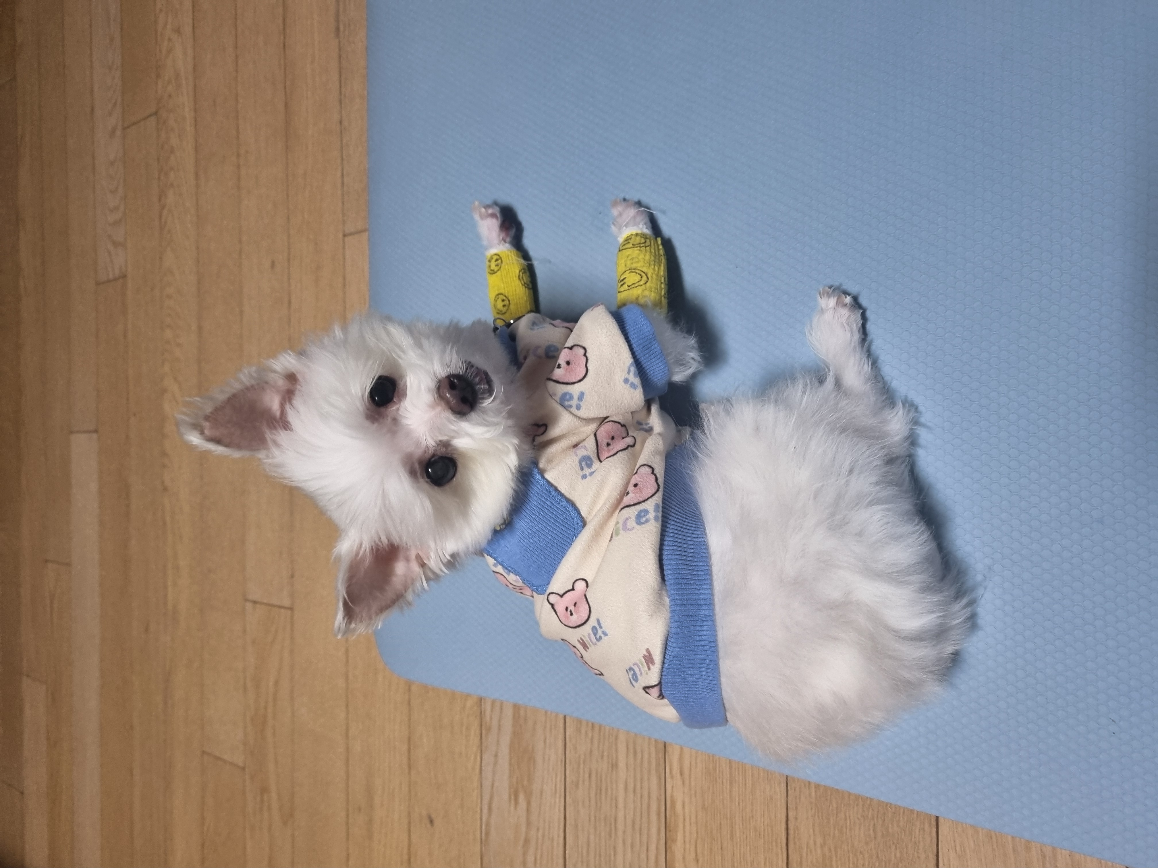 꾸미(익준이)와 눈나의 겨울 이야기