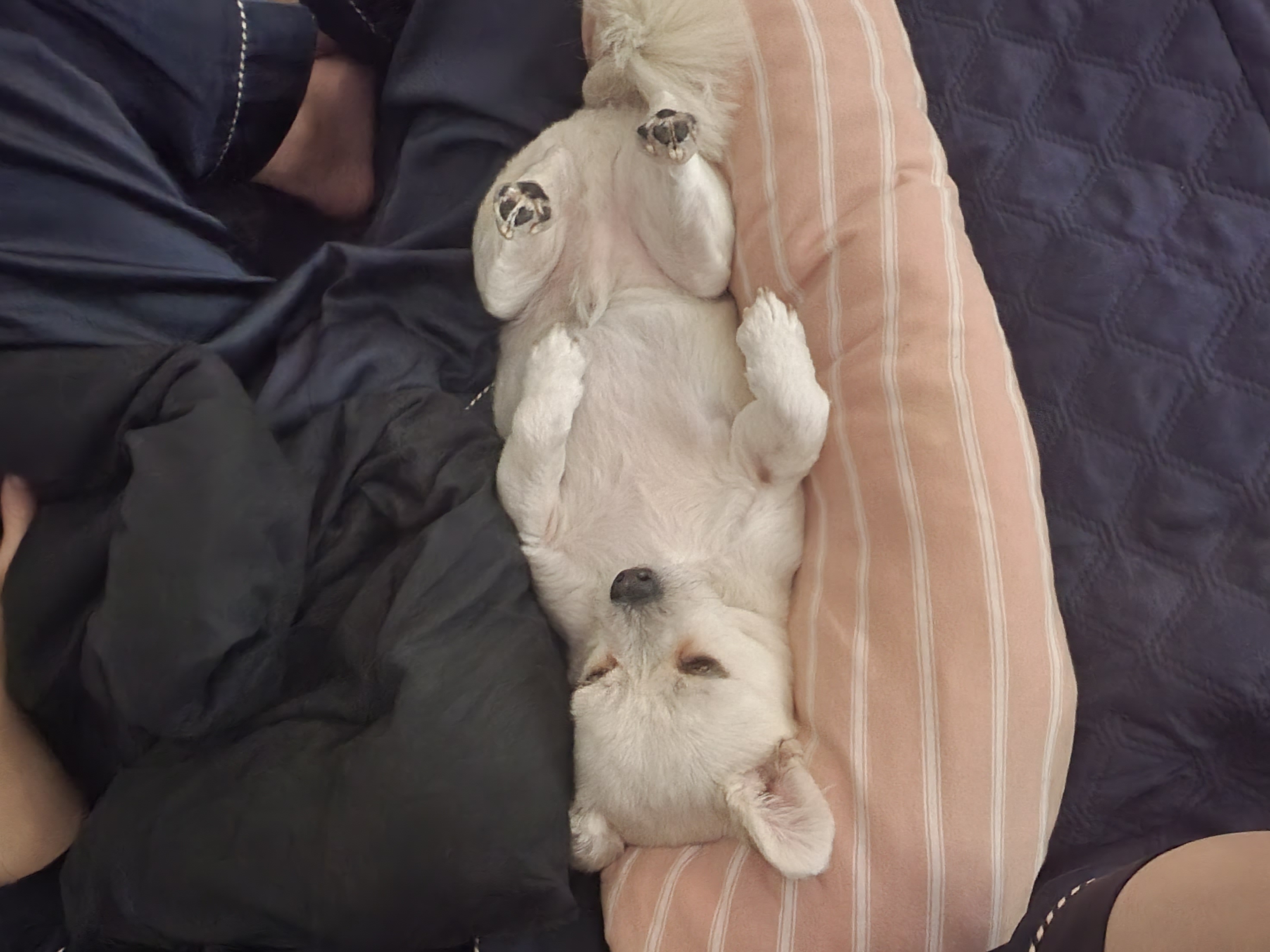 소룡이가 온지 4년이 되었네요^^