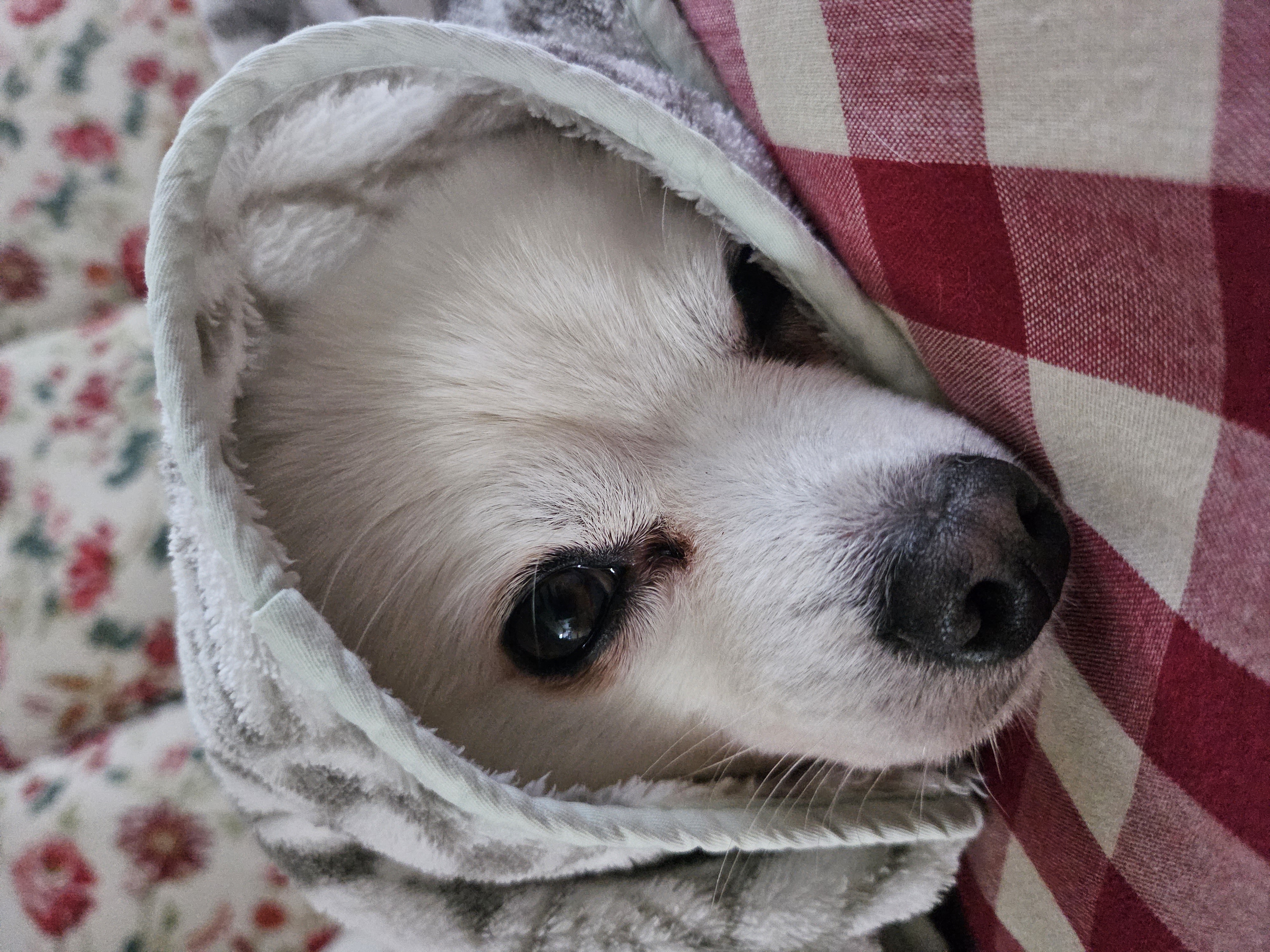 또리 입양 4주년🥰