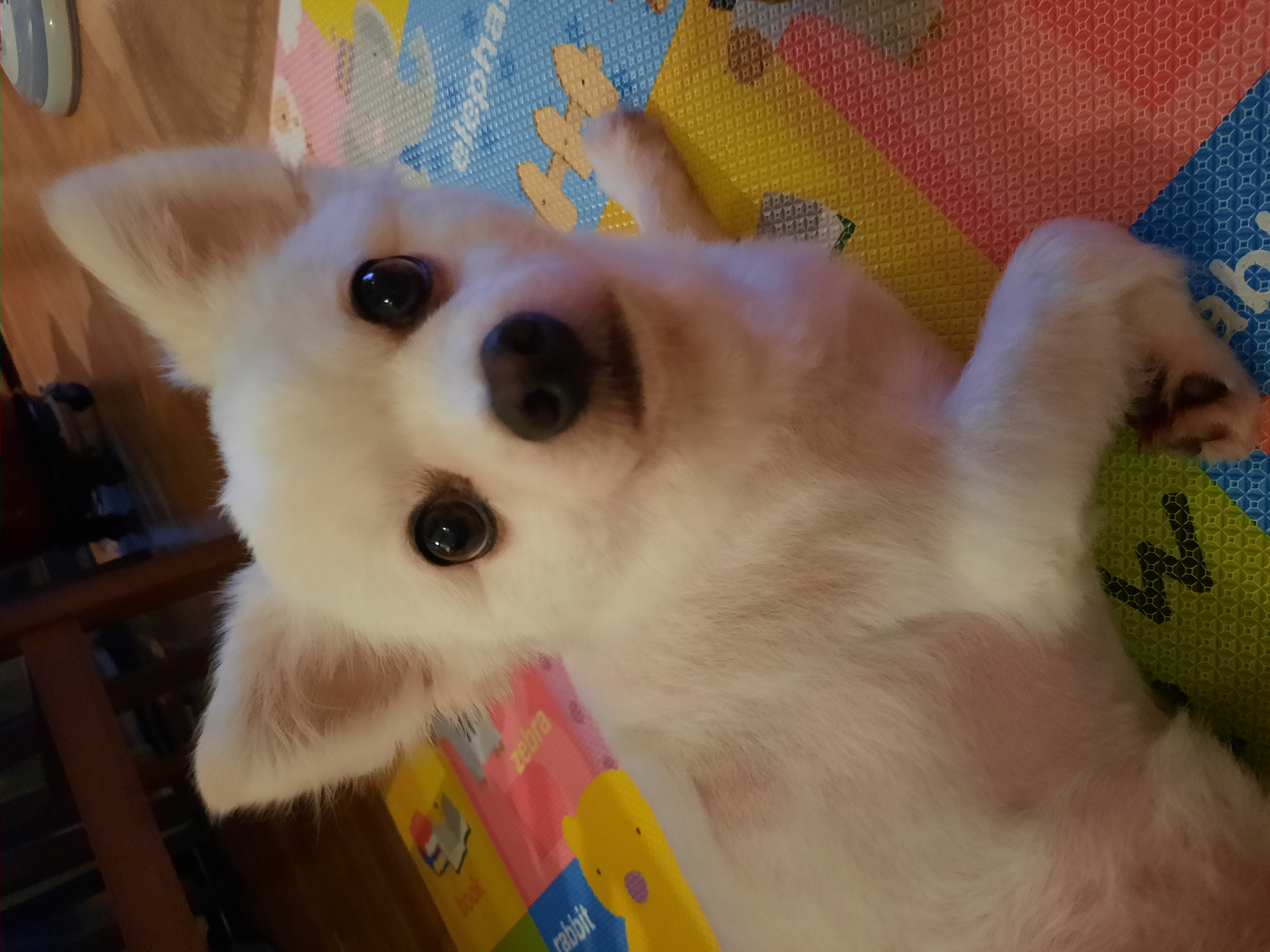 또리 입양 4주년🥰