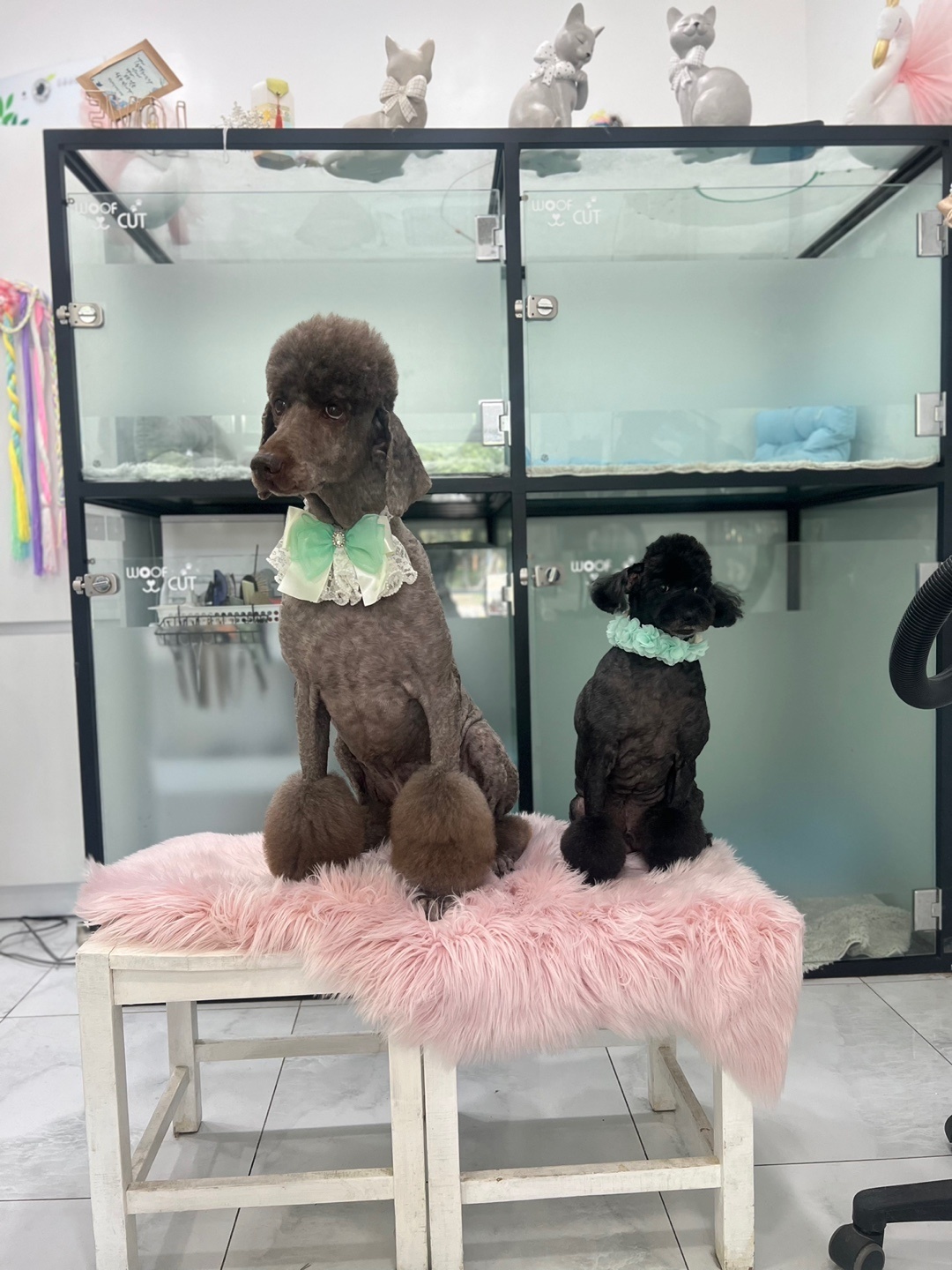 테라 입양 2주년 이야기