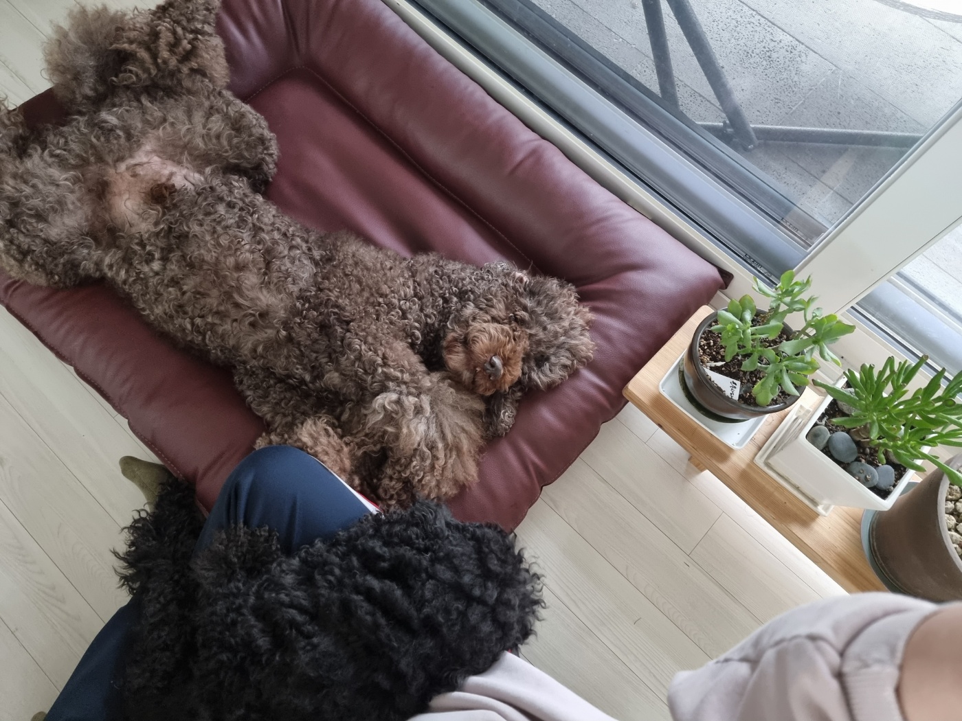 테라 입양 2주년 이야기