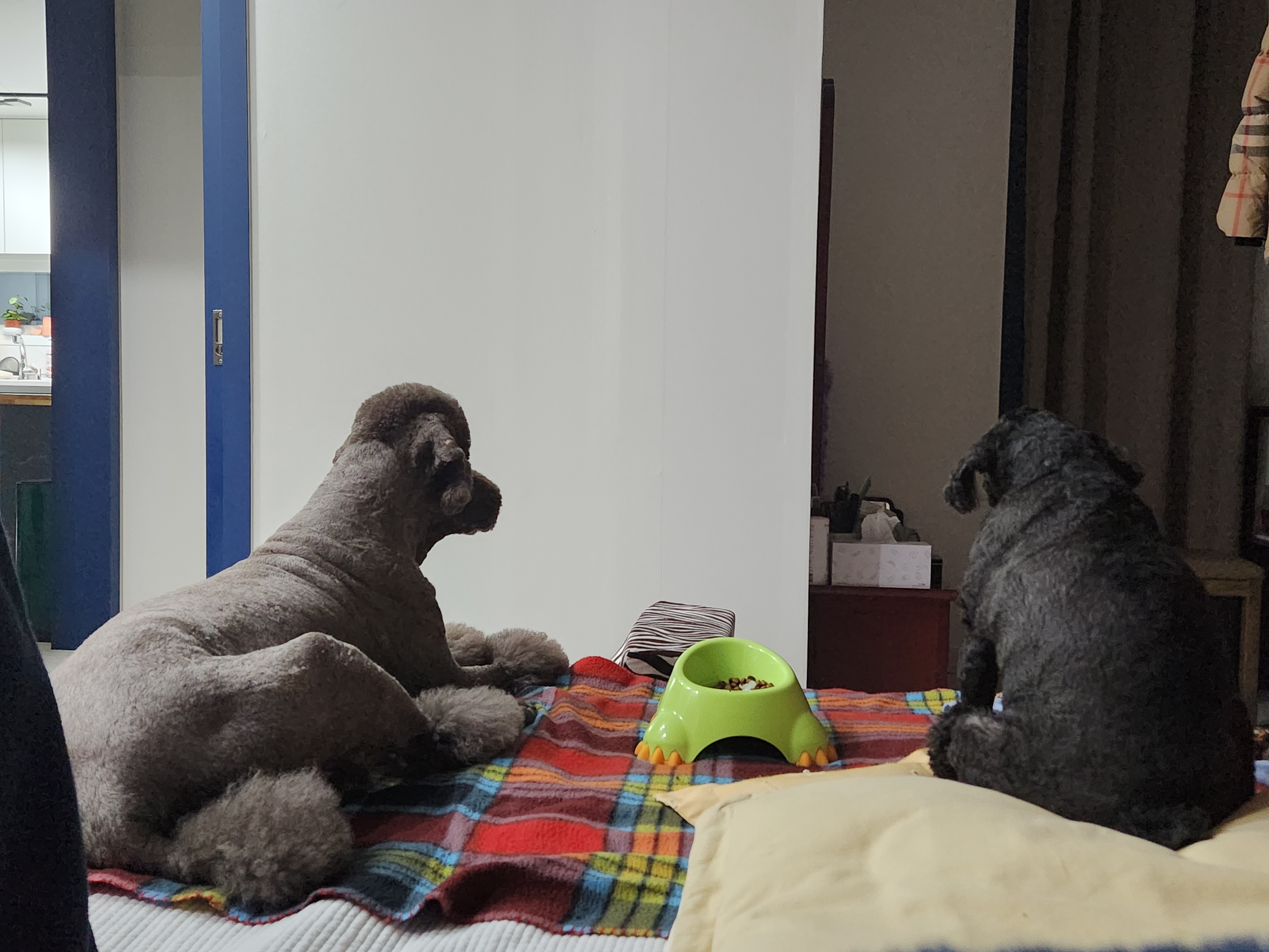 테라 입양 2주년 이야기
