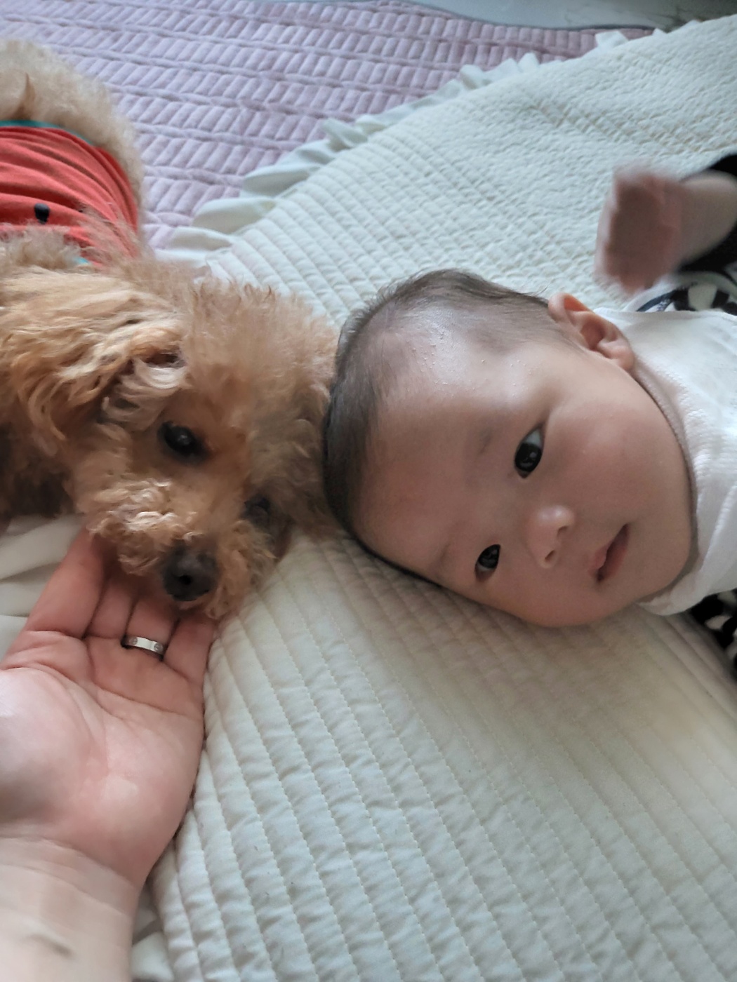 푸딩이 (도순이) 입양2년차 이야기