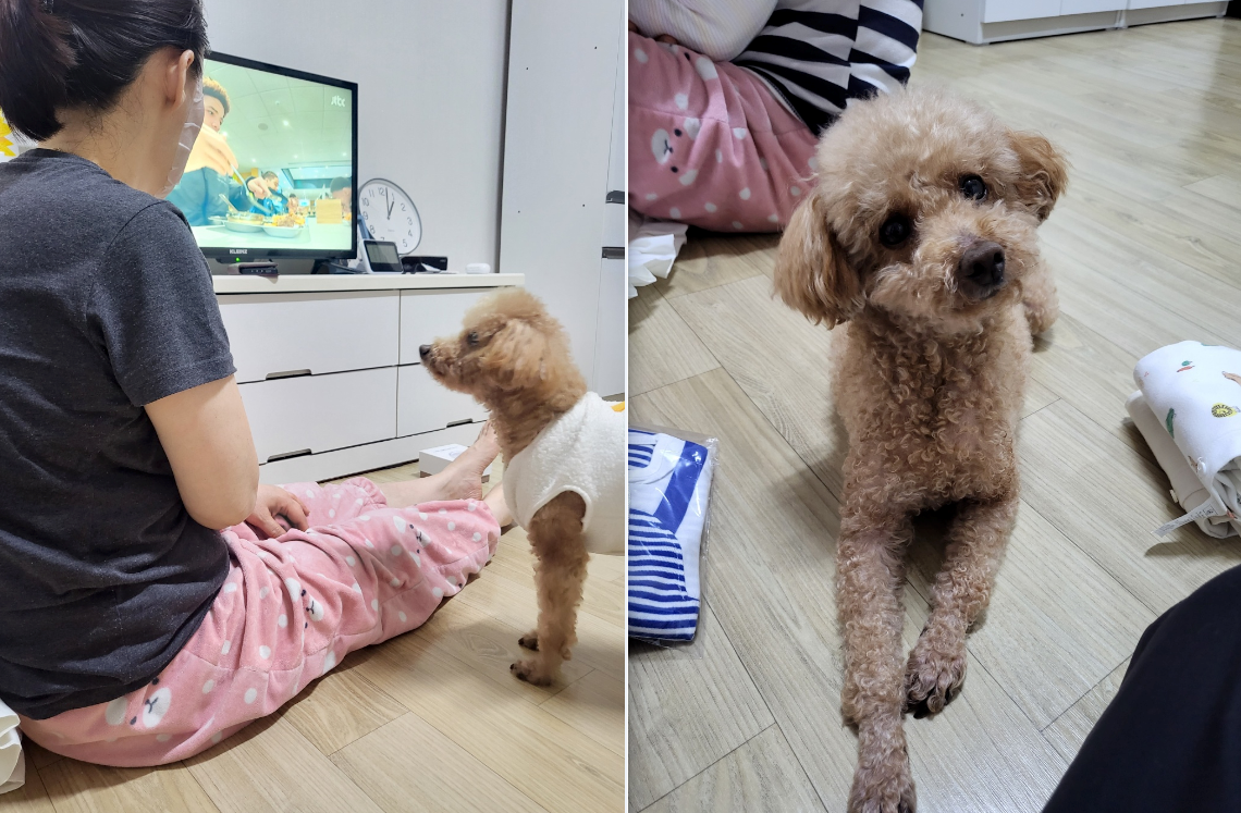 푸딩이 (도순이) 입양2년차 이야기