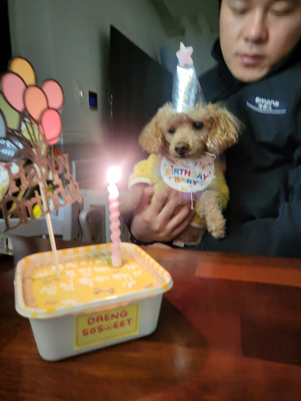 푸딩이 (도순이) 입양2년차 이야기